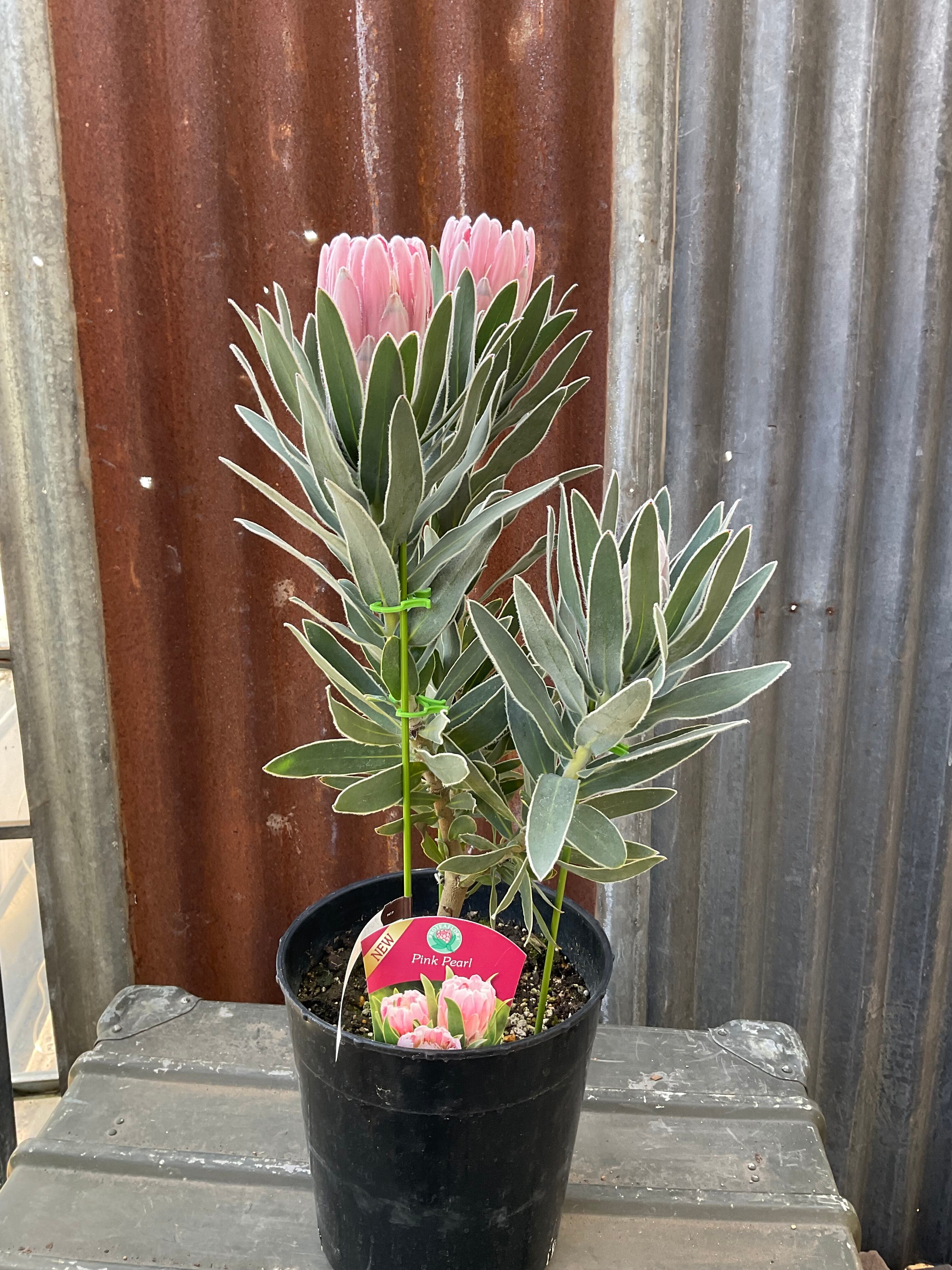 プロテア　ピンクパール　希少！ 楽天市場】現品配送！プロテア【ピンクパール】4本立ち 珍しい 超希少