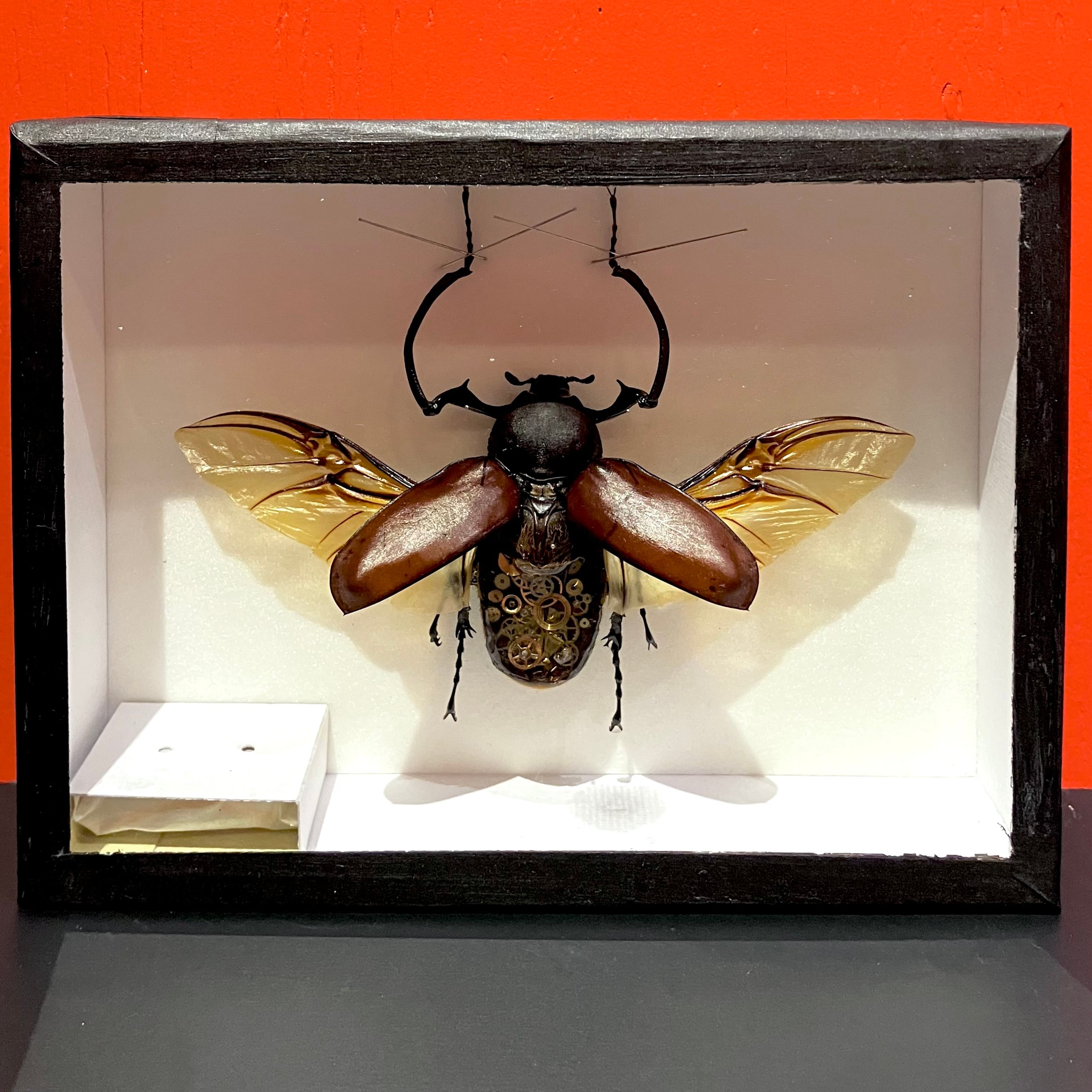 うつせみ標本屋】機械仕掛けの昆虫標本 12 | HOW HOUSE