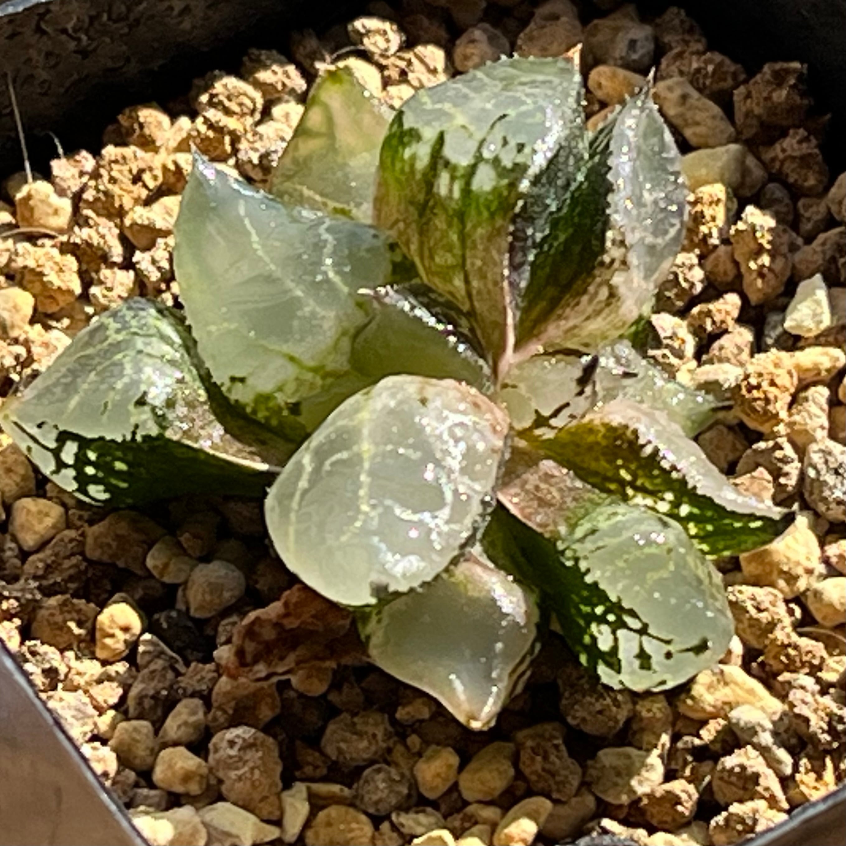 ハオルチア B型コンプトミュータント錦① | mocono_plants