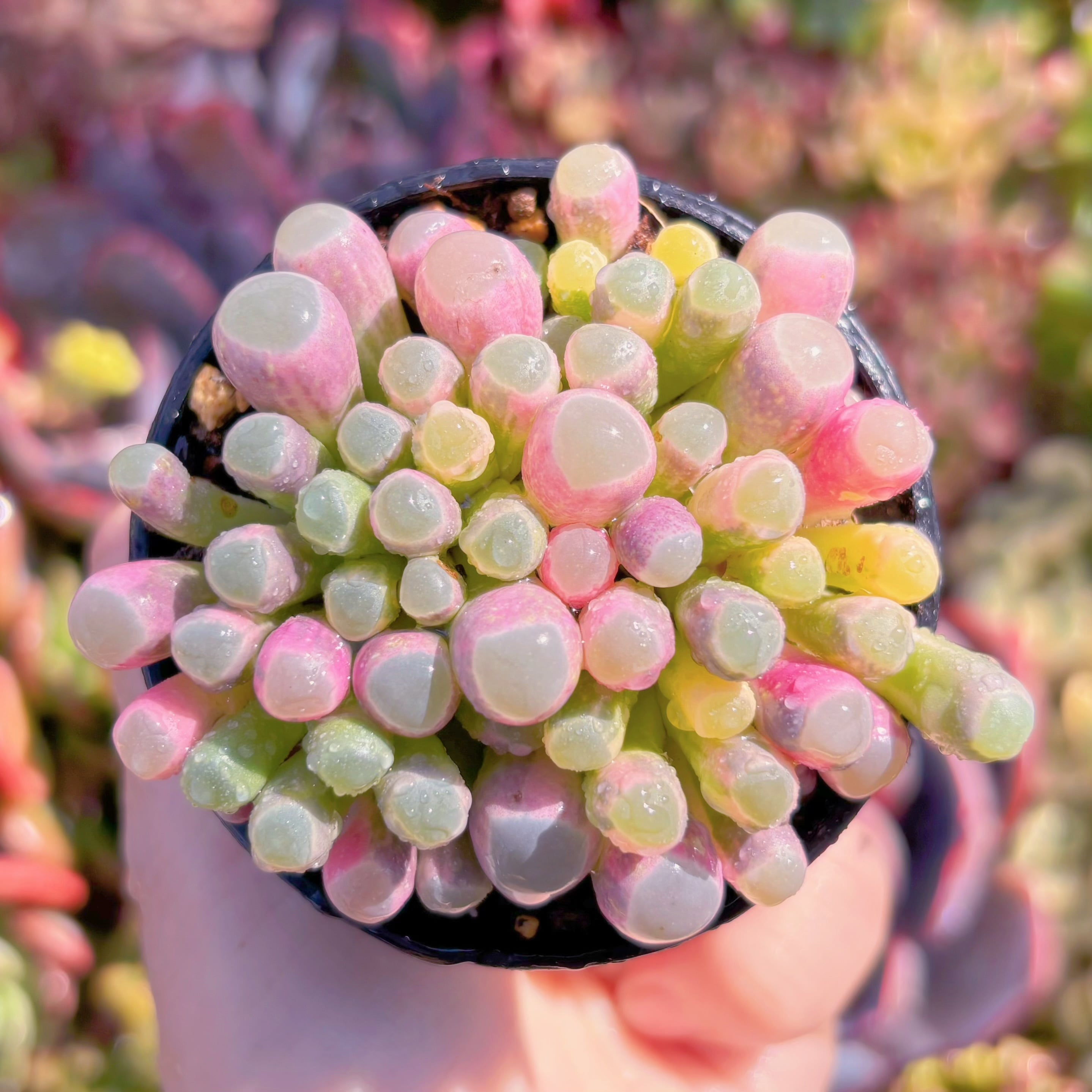 現品　五十鈴玉錦#B18　残り僅少　新入荷　るる農園