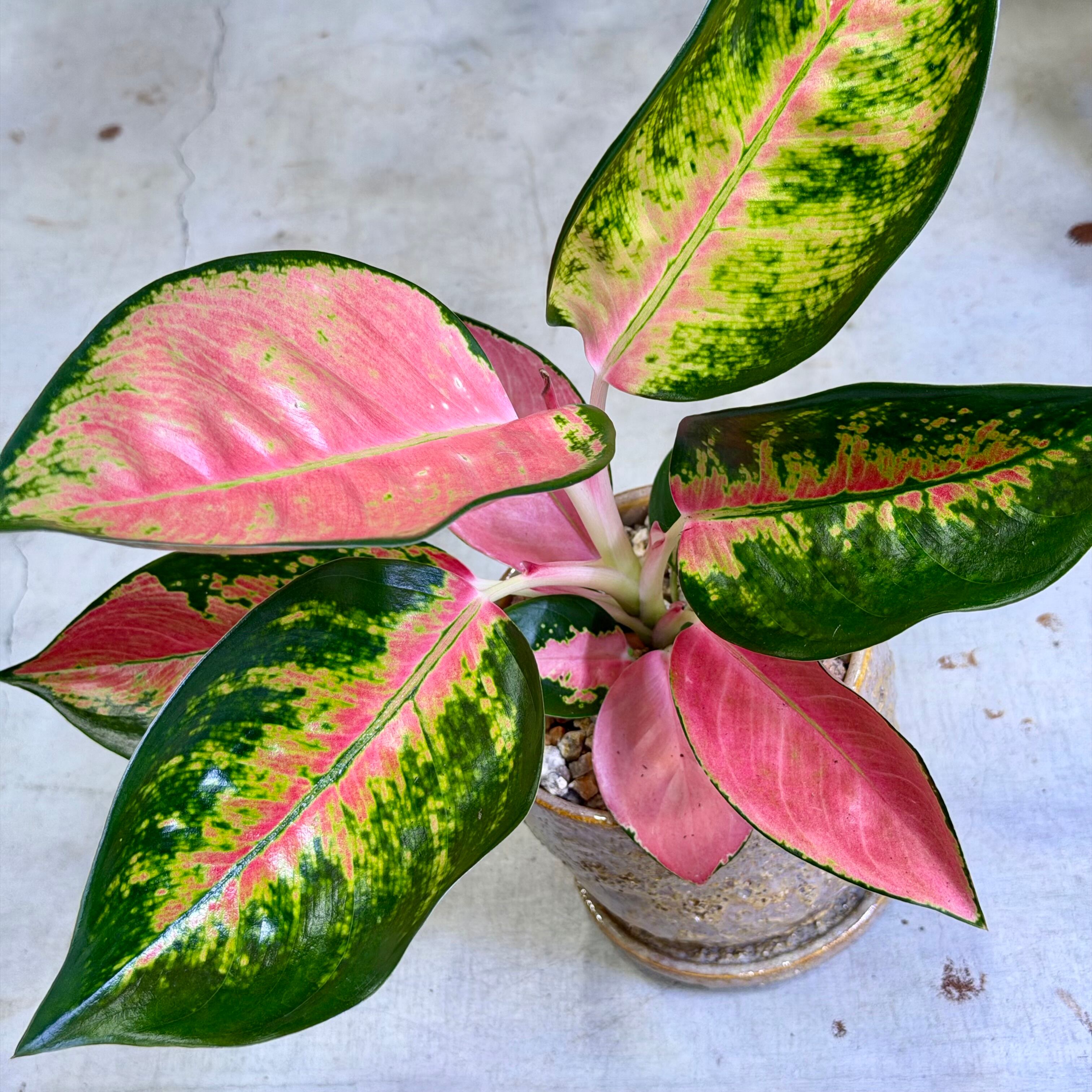 アグラオネマ・チャイナレッド | barrelplants_BONSAI