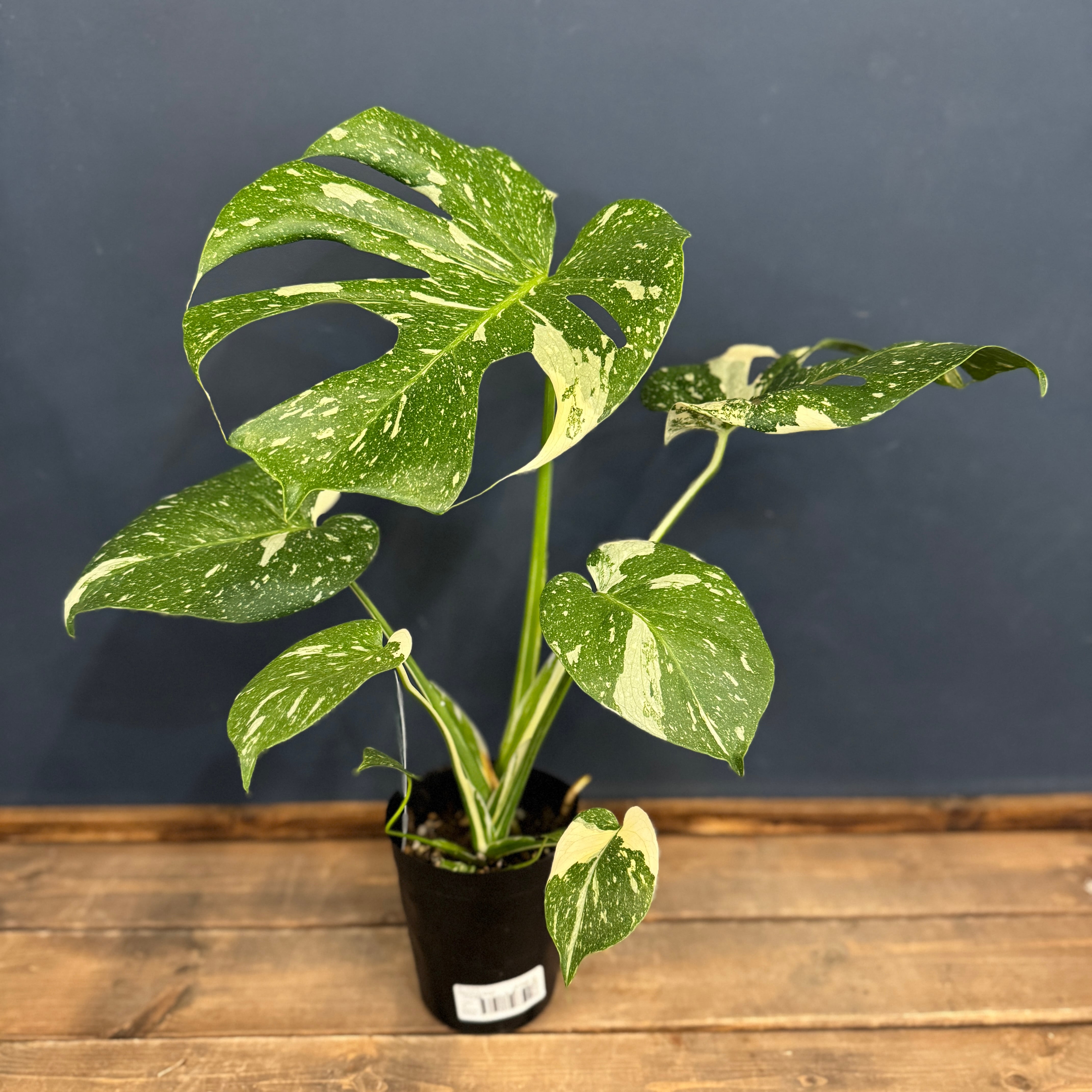 モンステラ タイコンステレーション【355】 | PROTOLEAF プロトリーフ