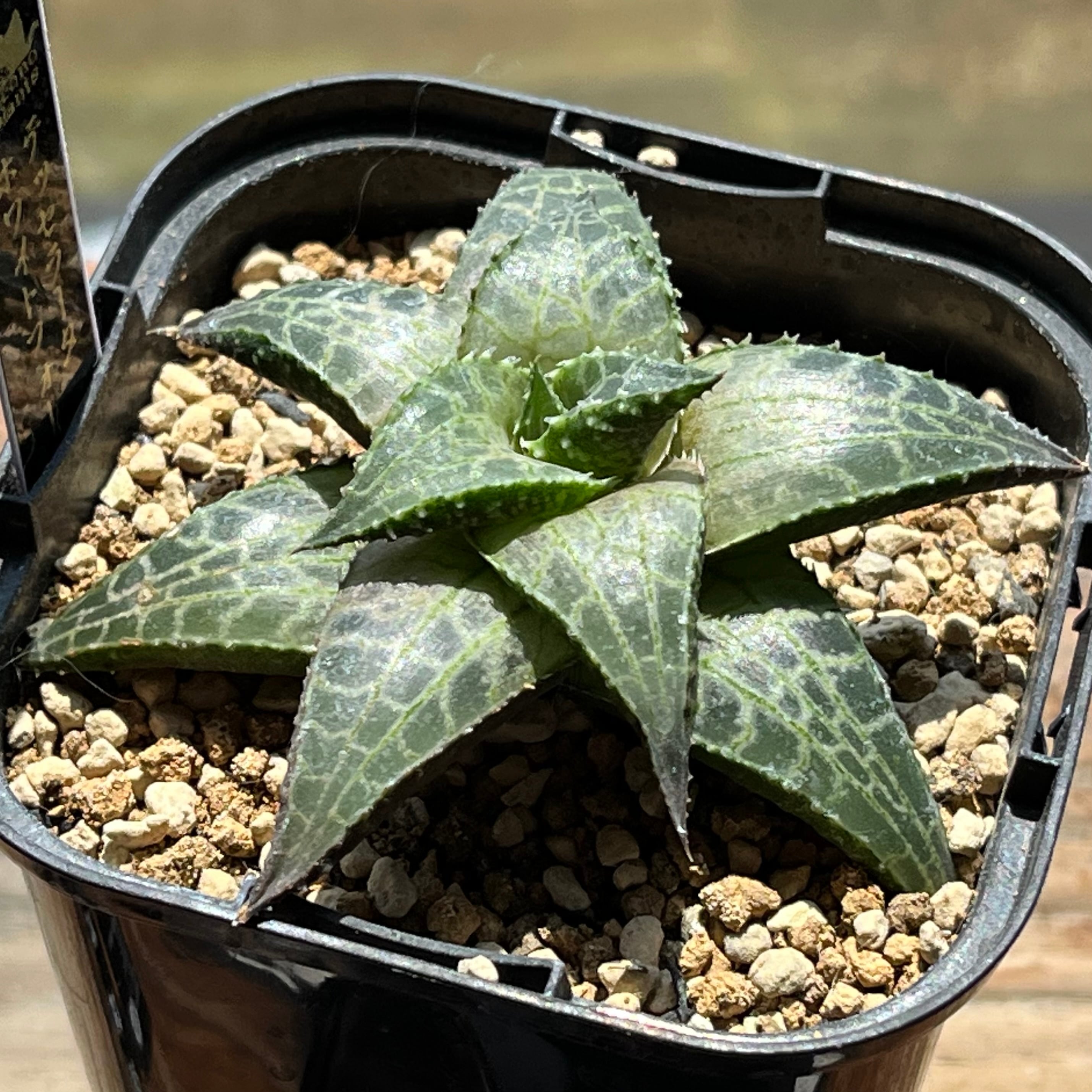 mocono_plants