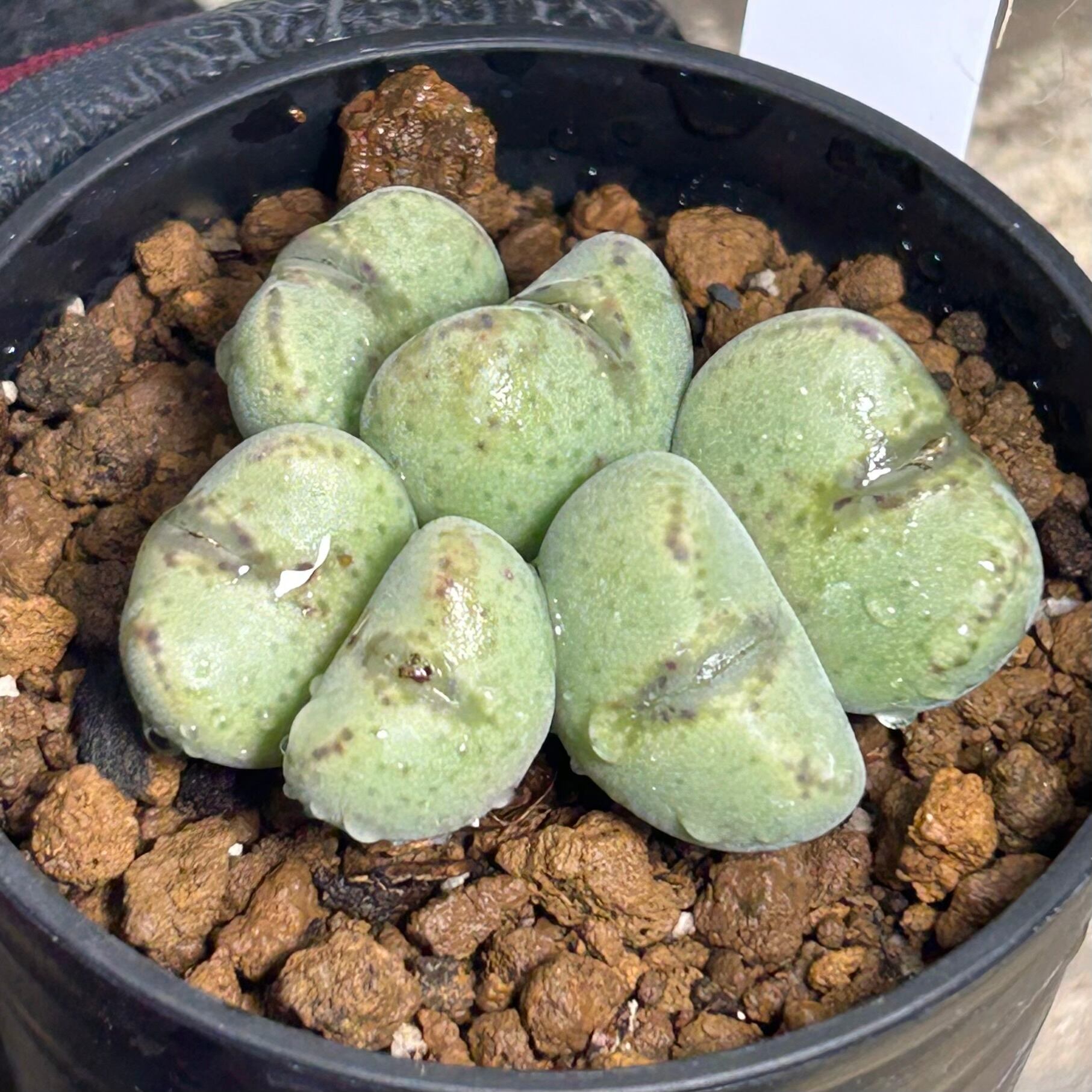 コノフィツム　ヤンギー　白花（ポットごと） 観葉植物 多肉植物 コノフィツム」の人気商品一覧 | 安い商品を通販