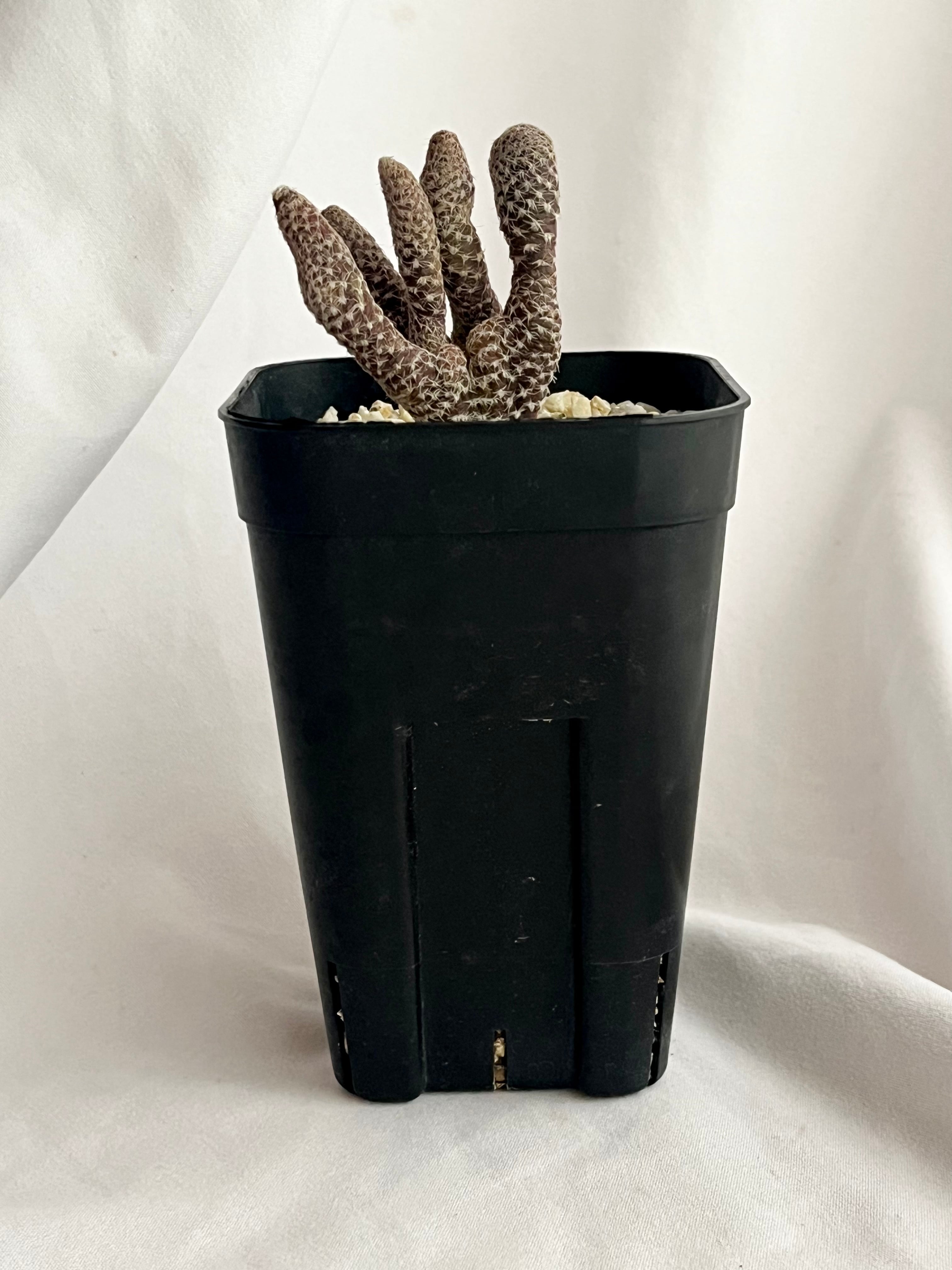 Puna clavarioides クラバリオイデス 茸団扇 白鶏冠 サボテン | plants