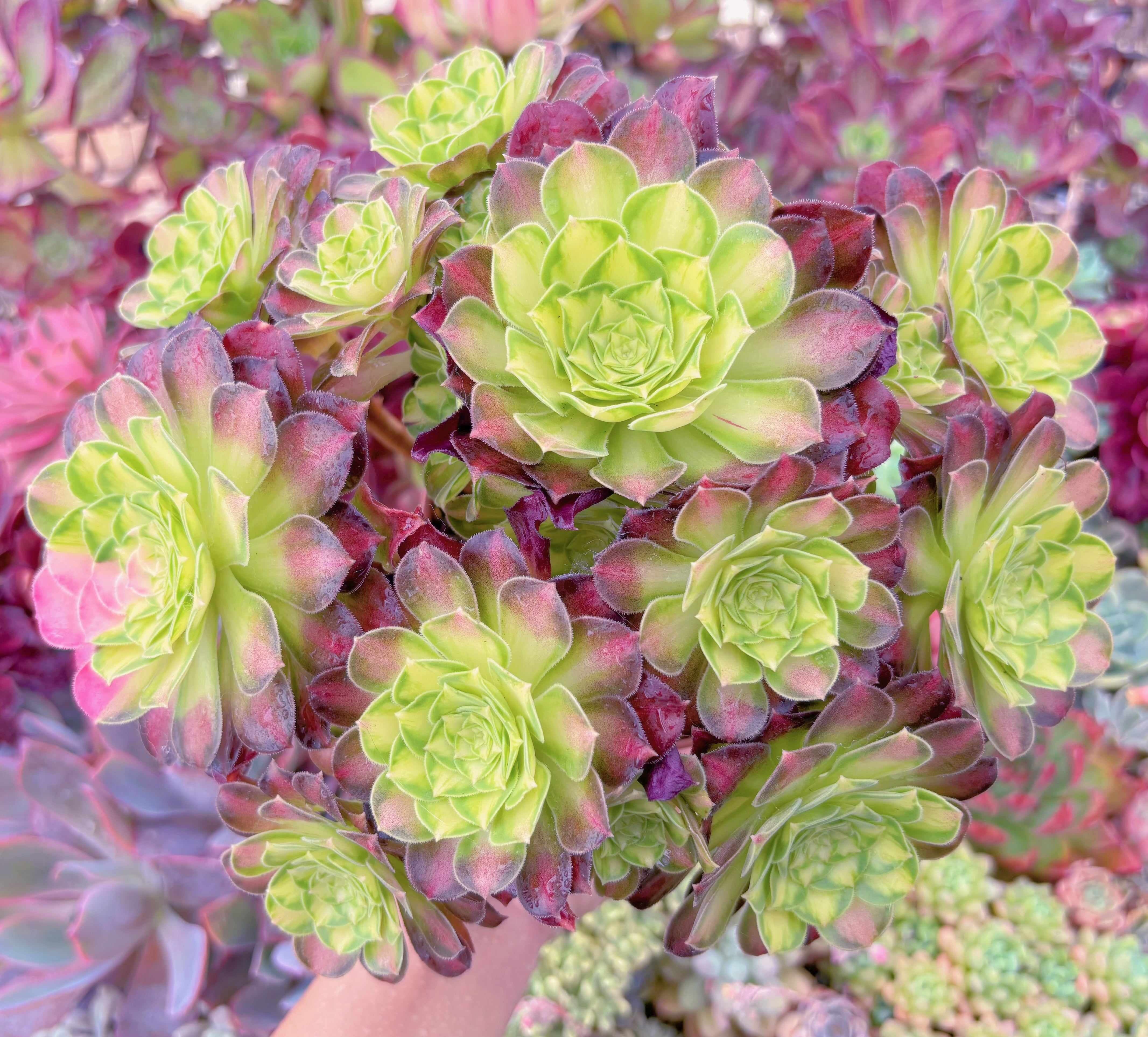 現品　パラダイス錦#F085　特特大群生　るる農園