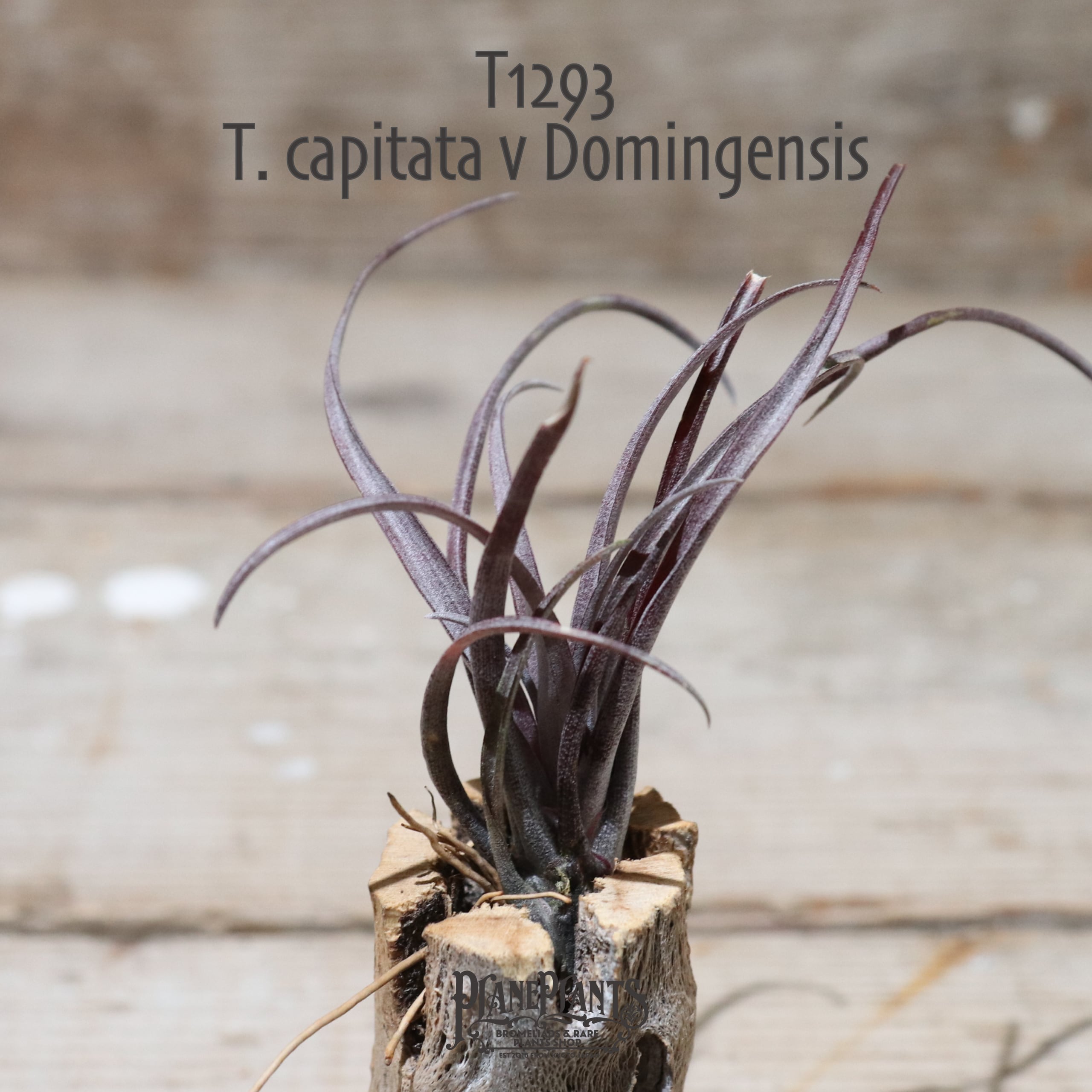 送料無料】capitata var. domingensis〔エアプランツ〕現品発送T1293