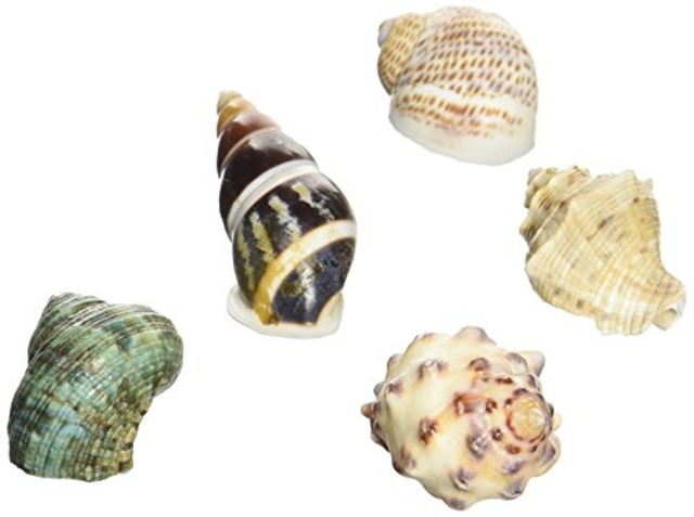 Sanko 三晃商会 SANKO オカヤドカリの 宿替え貝殻S