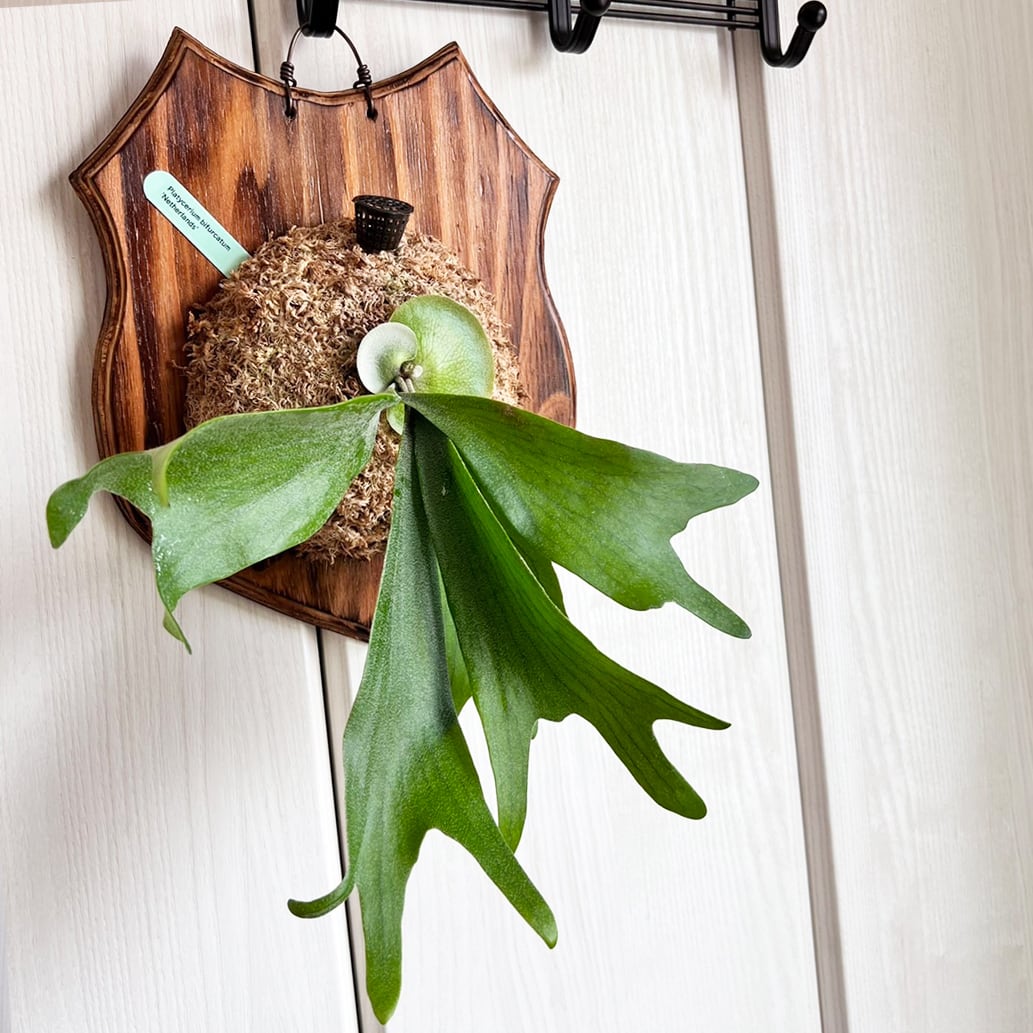 2点セット　ビカクシダ ビカクシダ ネザーランド 板付 【観葉植物 室内 コウモリラン