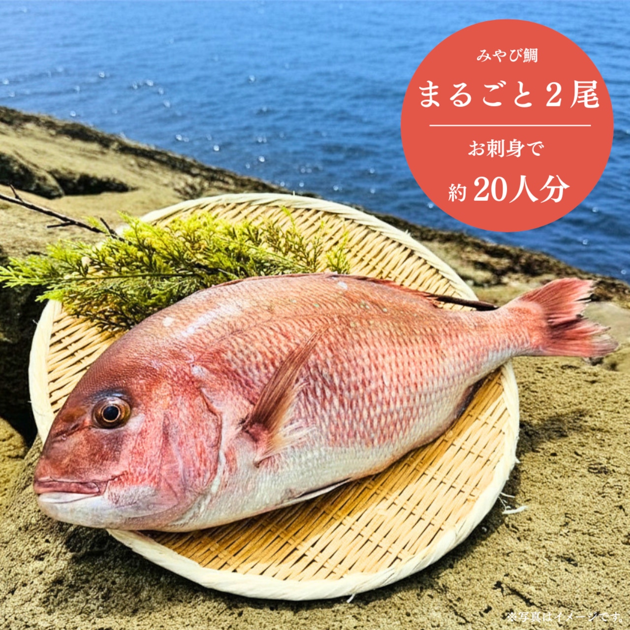 みやび鯛【まるごと2尾セット】