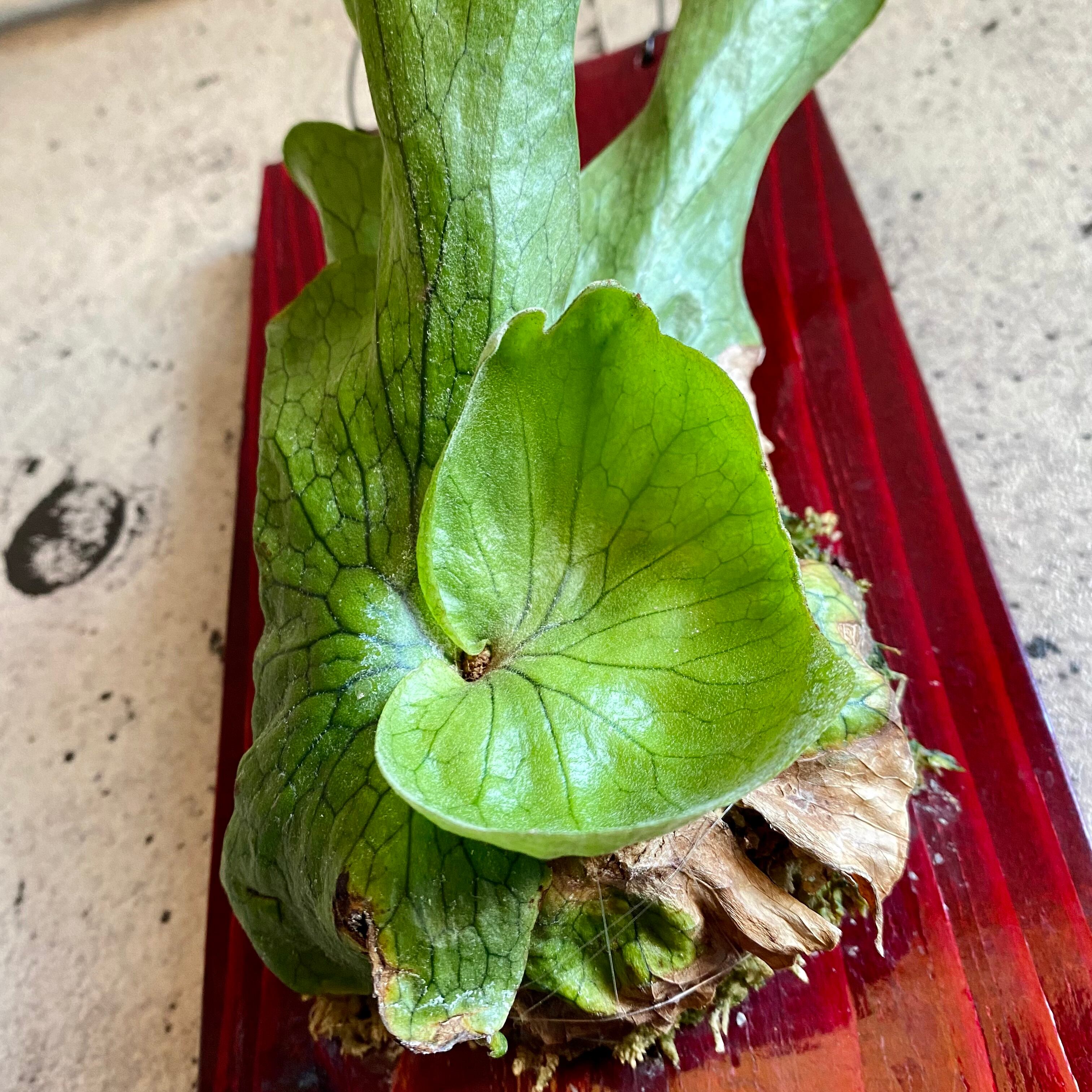 1点のみです ビカクシダ グランデ Planet Plants プラネットプランツ 1点のみです ビカクシダ グランデ Planet Plants プラネットプランツ