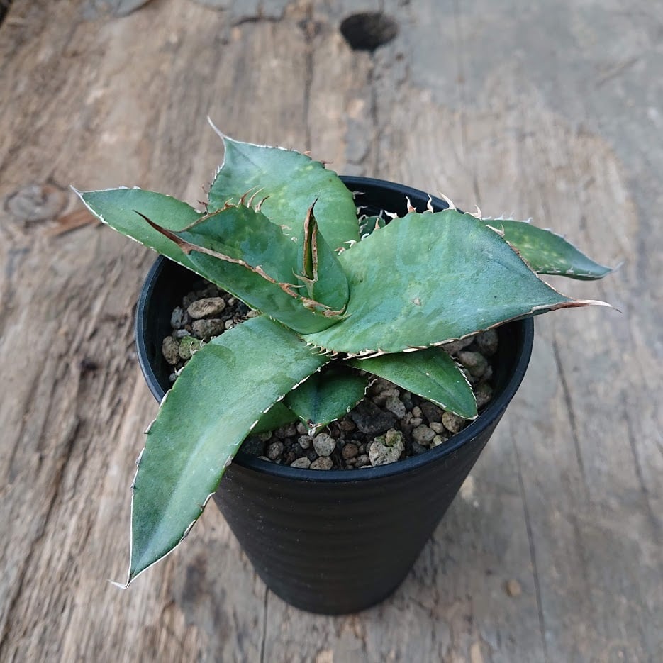 no.2 アガベ チタノタ Agave titanota 【送料全国一律500円】