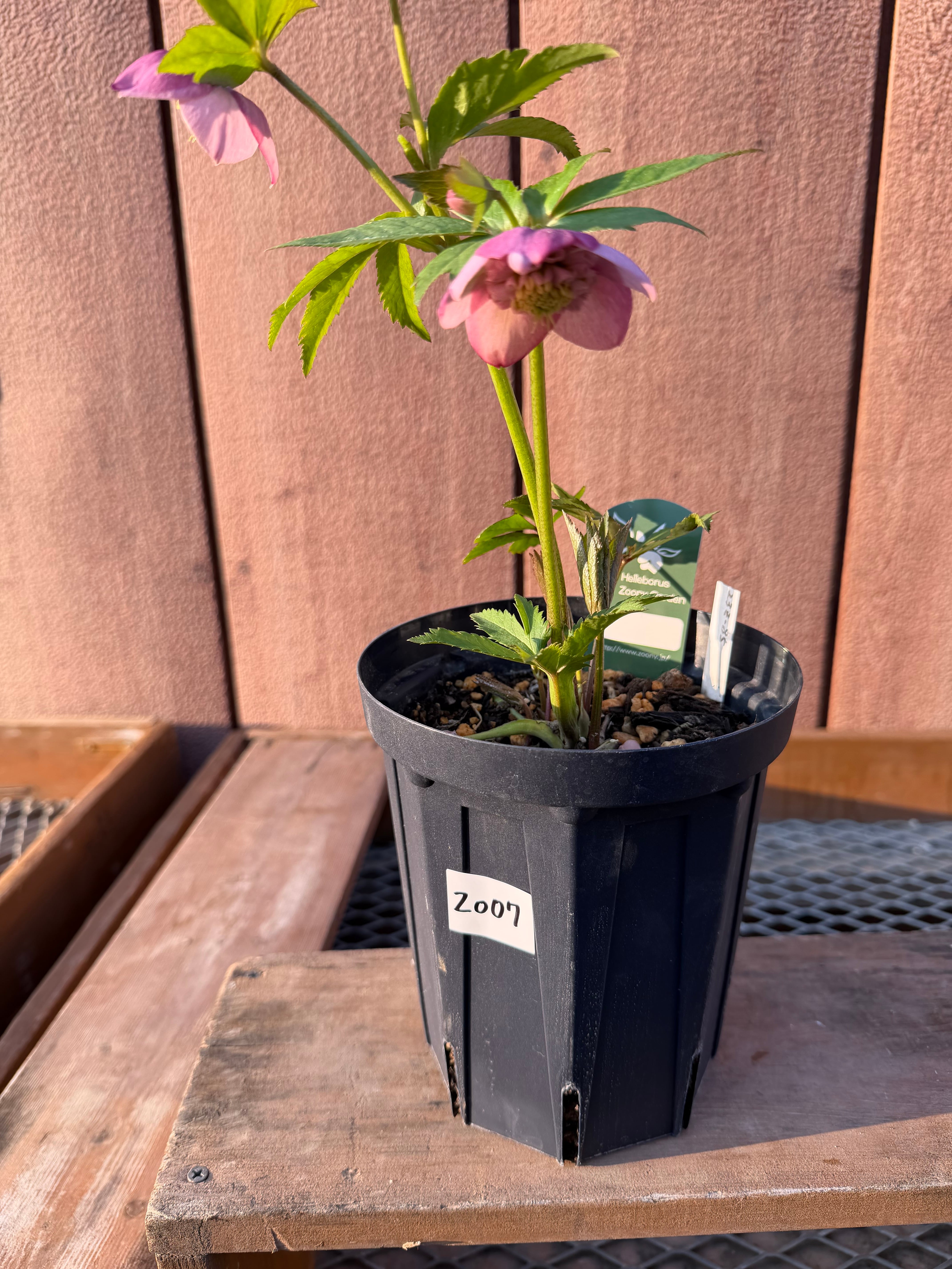 カップ咲さくらピンクsd クリスマスローズ【Zo07】送料無料 | あしかが