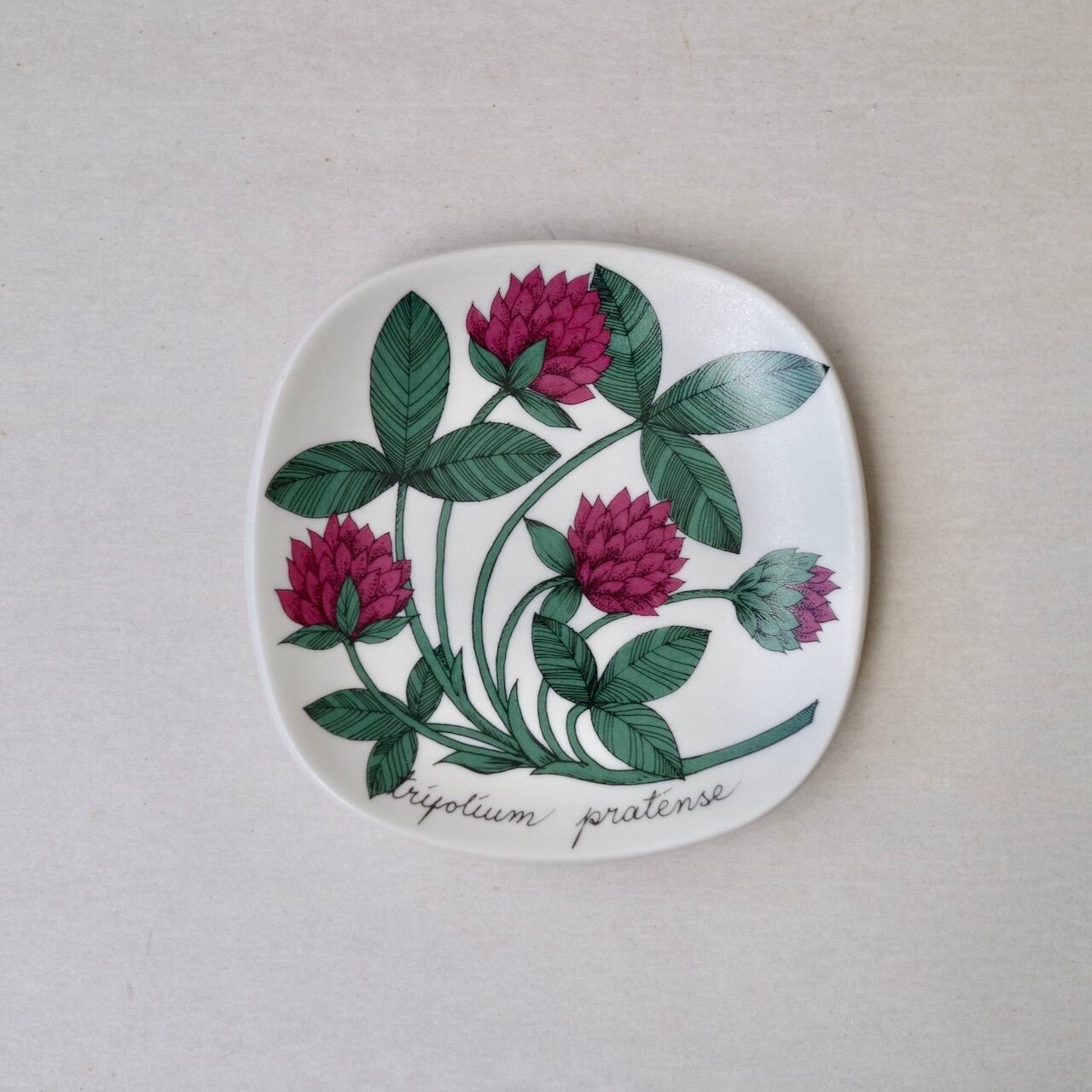 アラビア ボタニカ プレート ムラサキツメクサ アラビア ボタニカ プレート ムラサキツメクサ