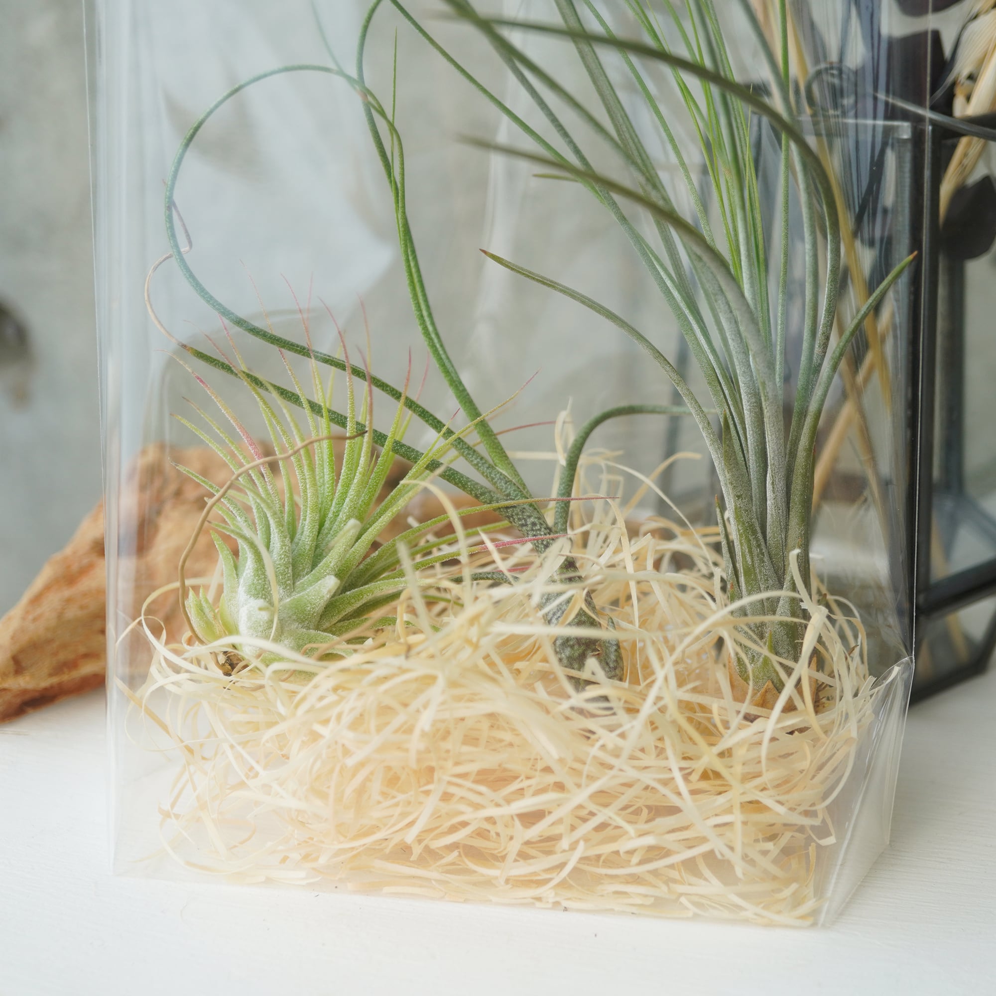 エアープランツ人気の普及種3種おまかせセット◇ギフト グリーン 母の