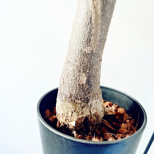 《希少》パキラ・ミルキーウェイ アートストーンポット 観葉植物 calm cafe