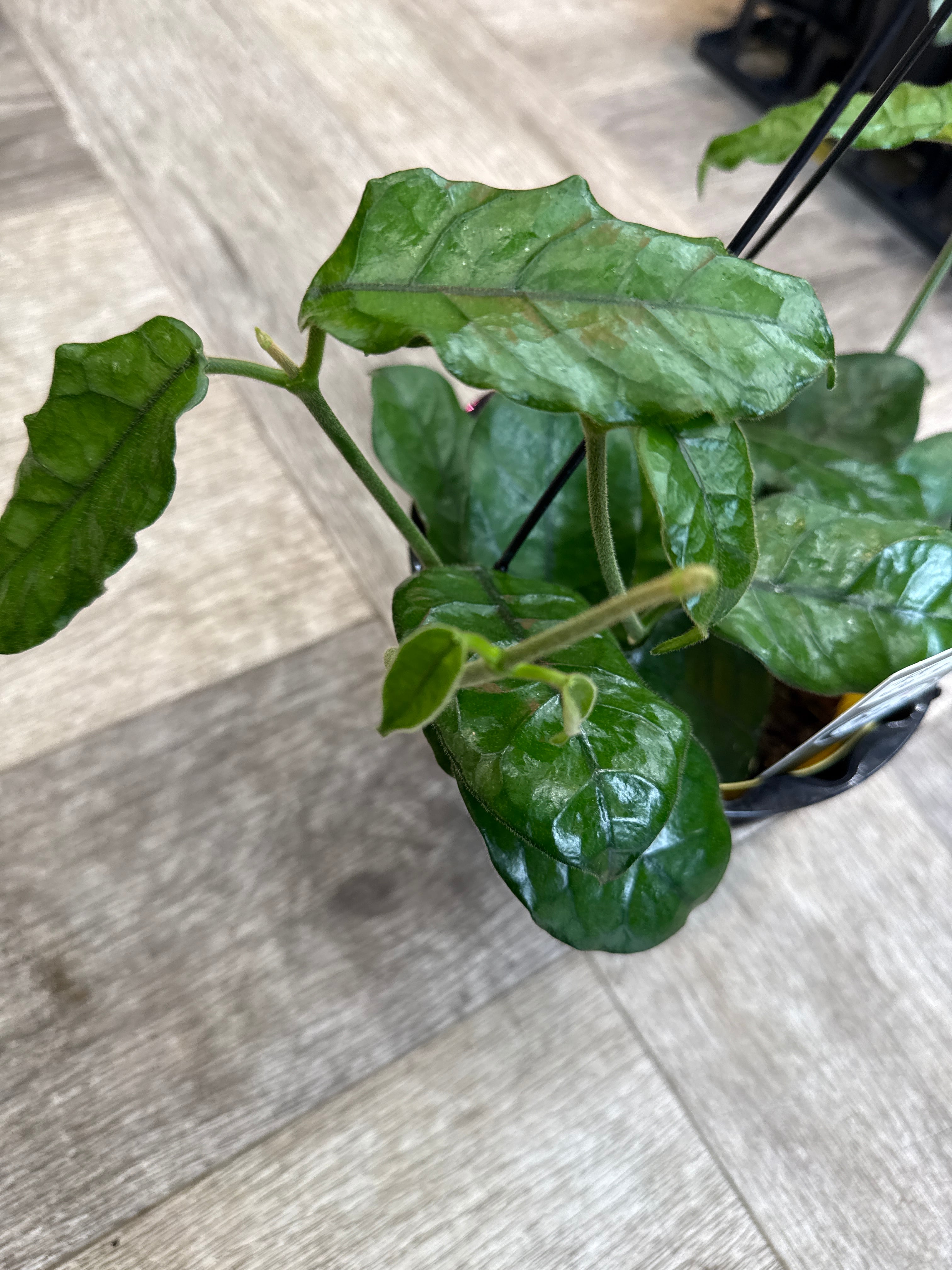 ホヤ ビローサ | Gardenえん 【観葉熱帯植物】