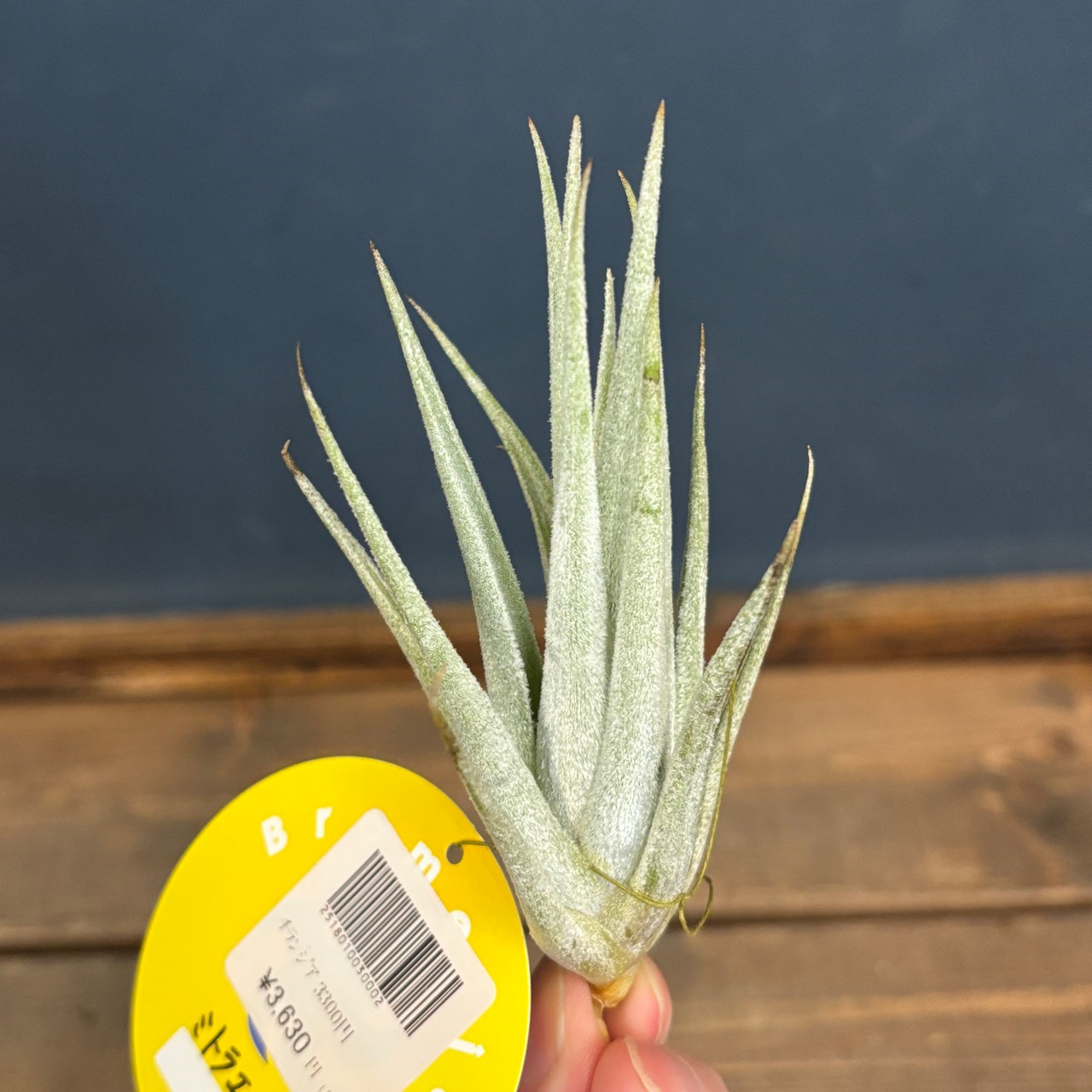 チランジア　ミトラエンシス【327】