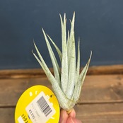 チランジア　ミトラエンシス【327】