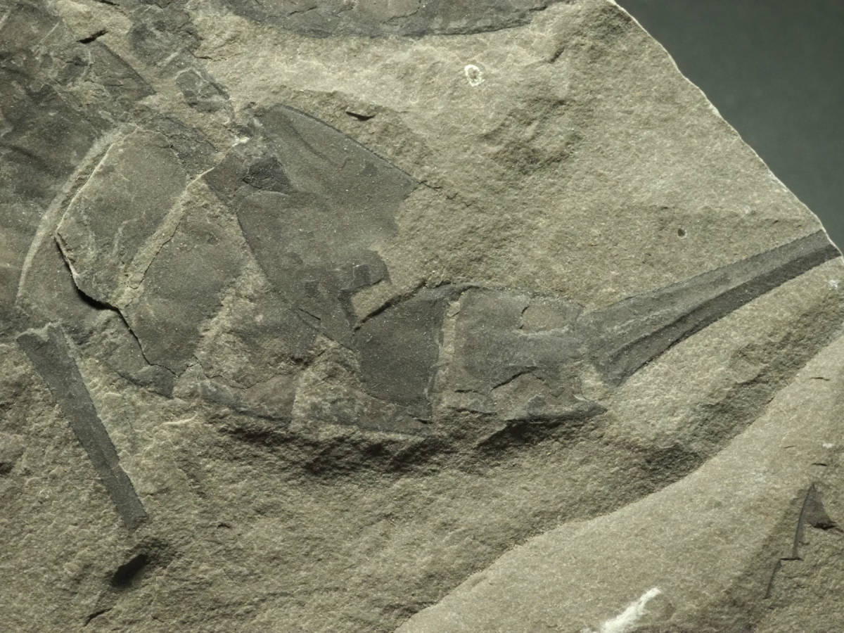 USA産！ウミサソリの化石【Eurypterus remipes】アメリカ