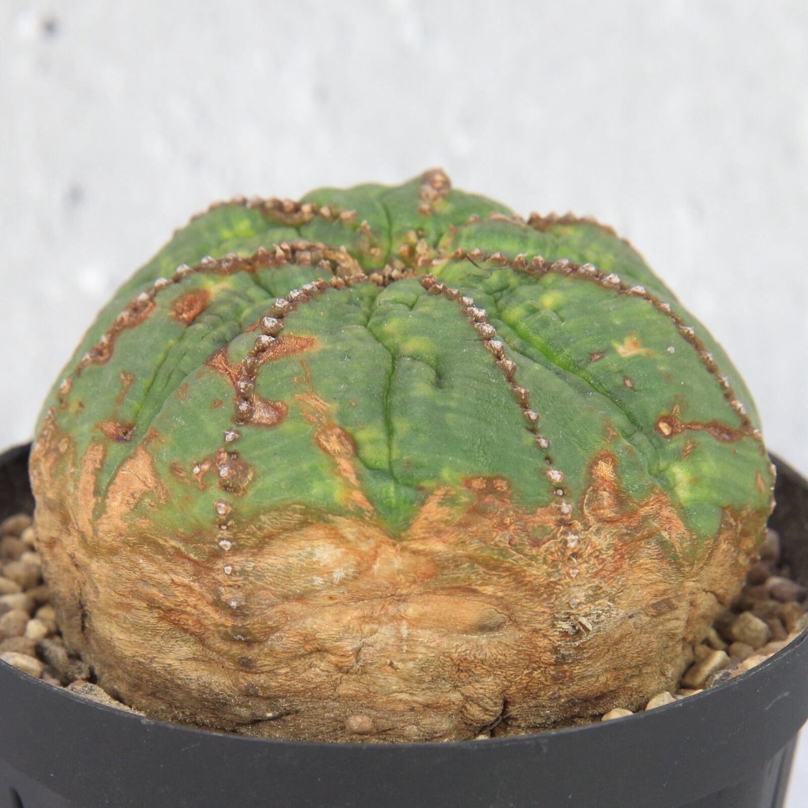 石見銀山 レア株❗️オベサ綴化❗️ ユーフォルビア オベサ (多肉植物