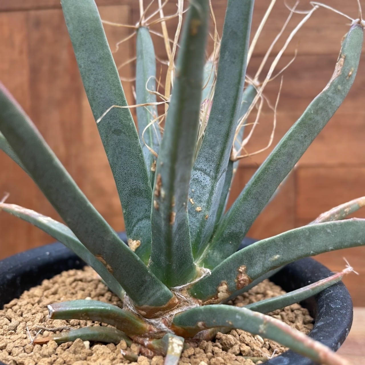 Leuchtenbergia principis【レウクテンベルギア・晃山・実生 Leuchtenbergia principis【レウクテンベルギア・晃山・実生