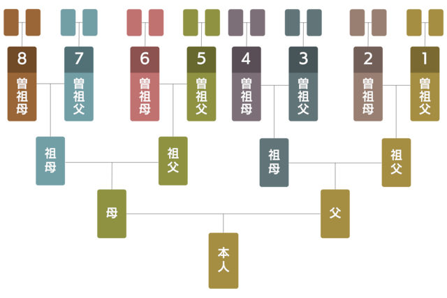 シンプル家系図セット〈８家系〉