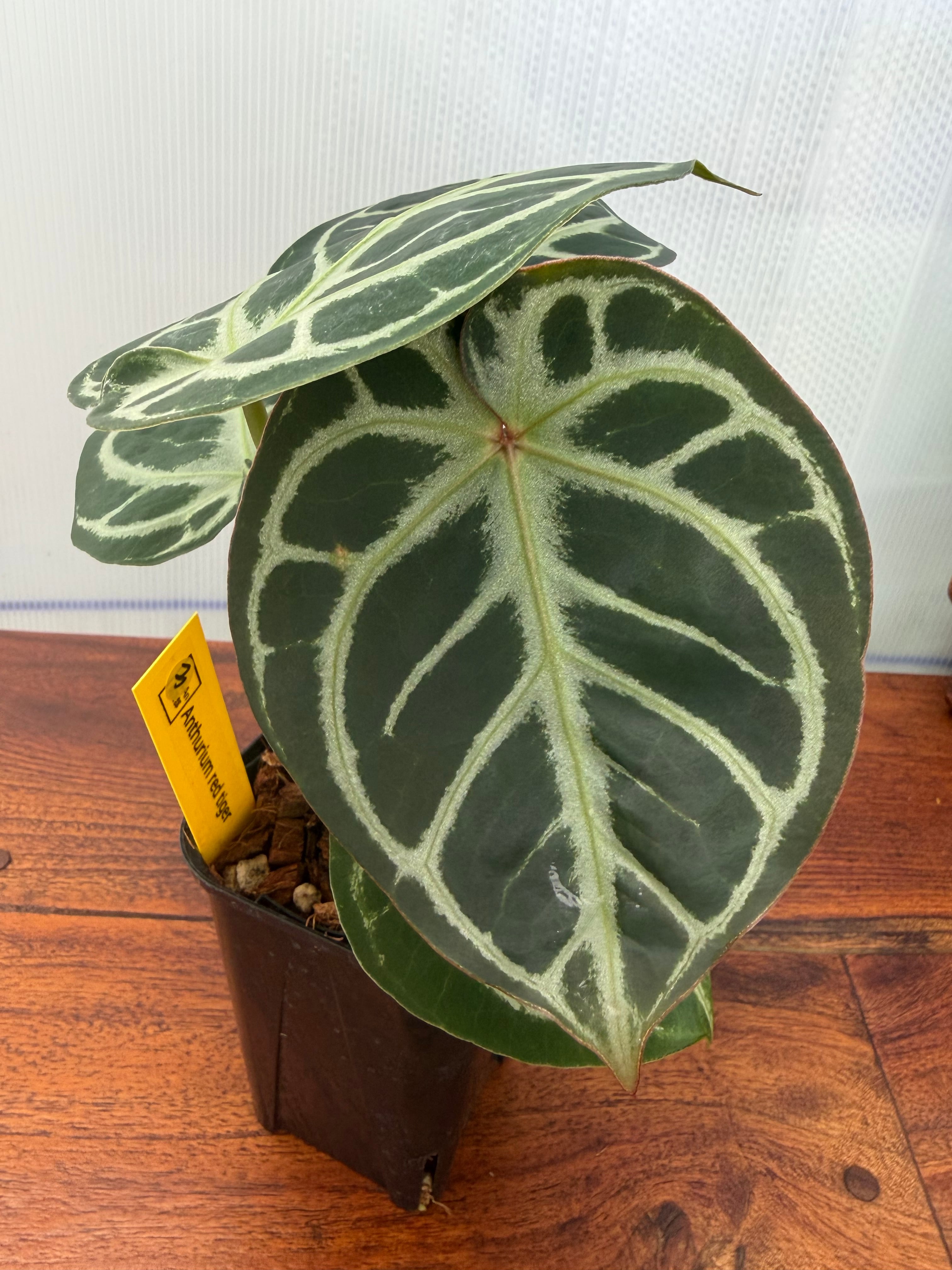 Anthurium | BALI-AN 園芸
