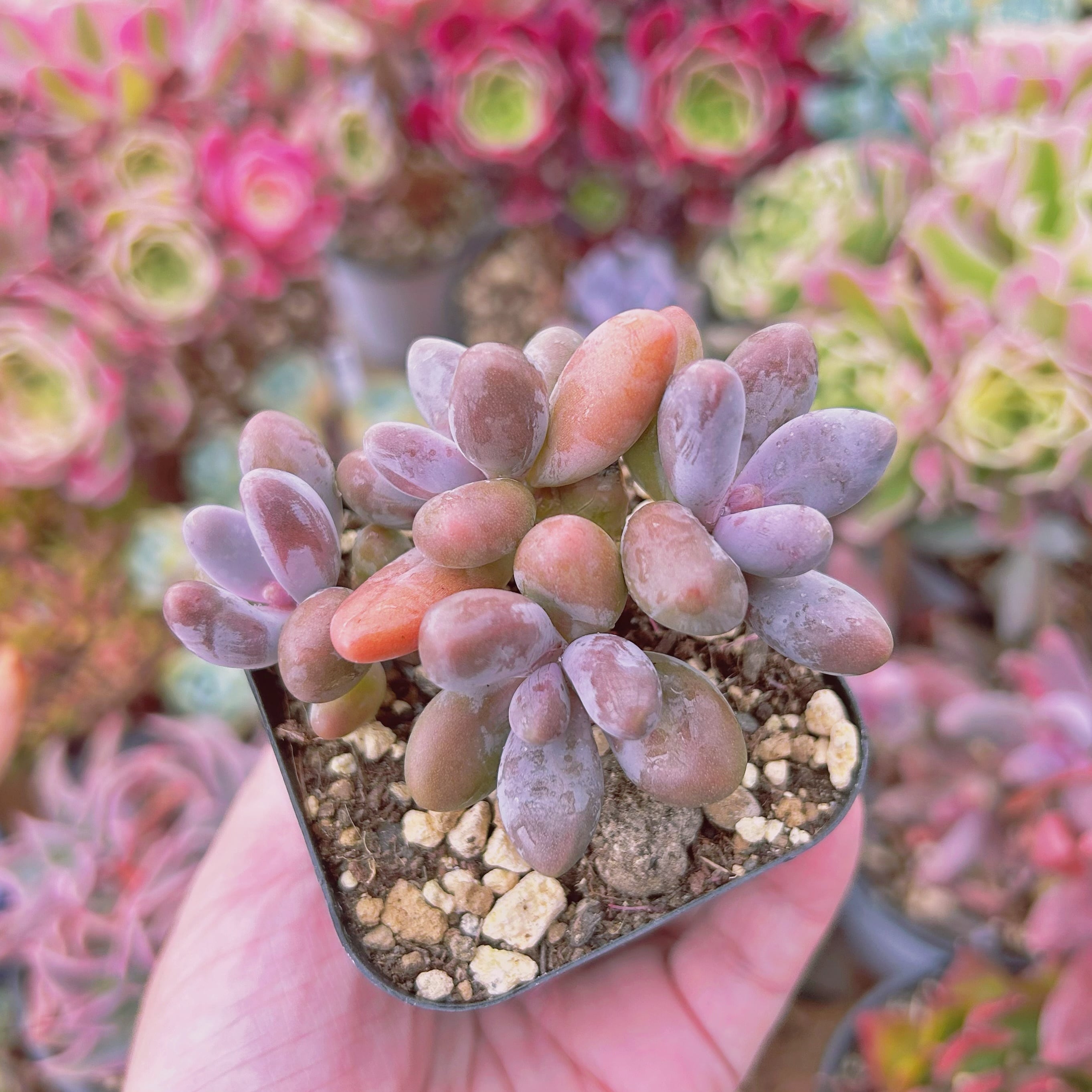 #3014現物　多肉植物　キャンディパープル　抜き苗