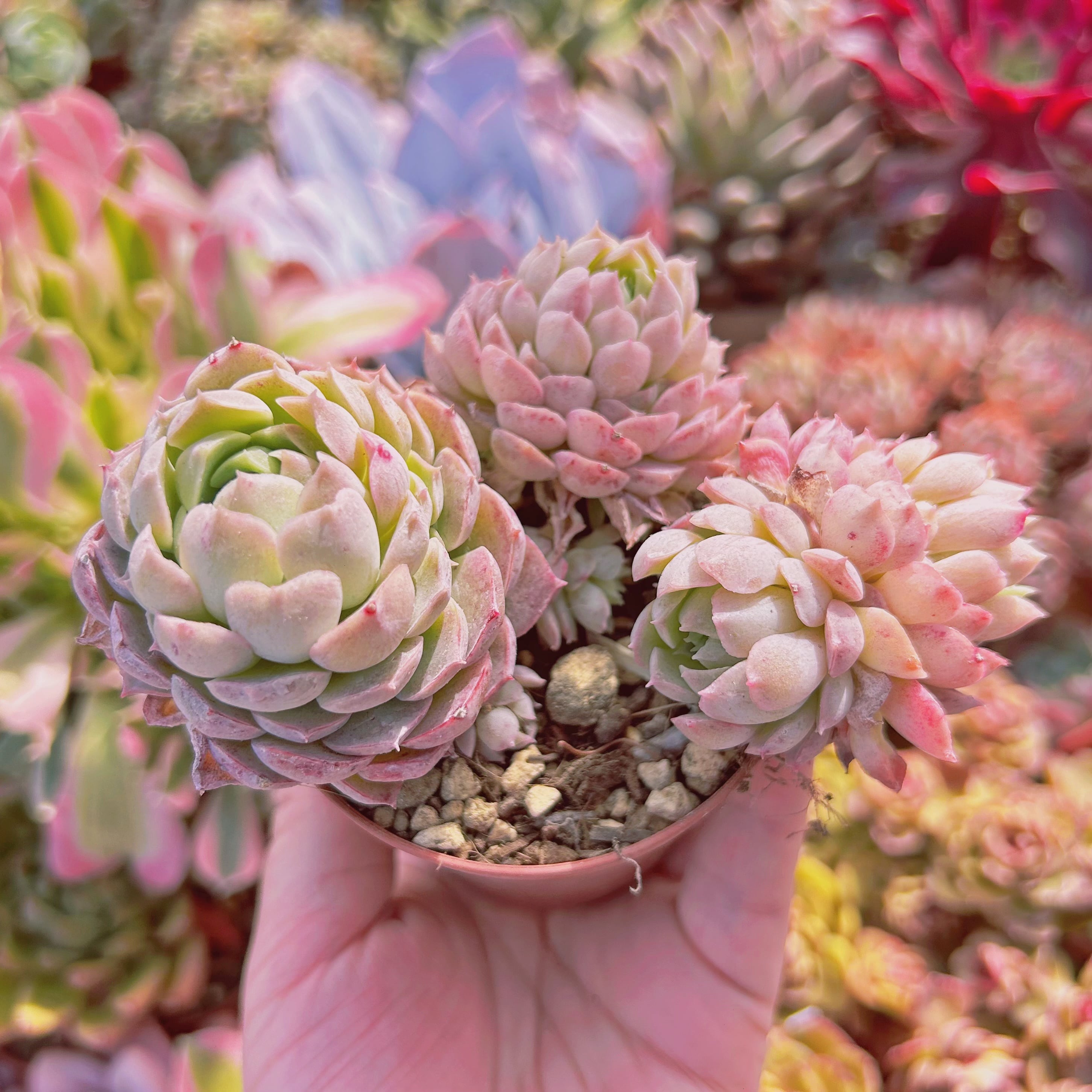 897現物 多肉植物 レッドホール 抜き苗 | るる農園~多肉植物専門