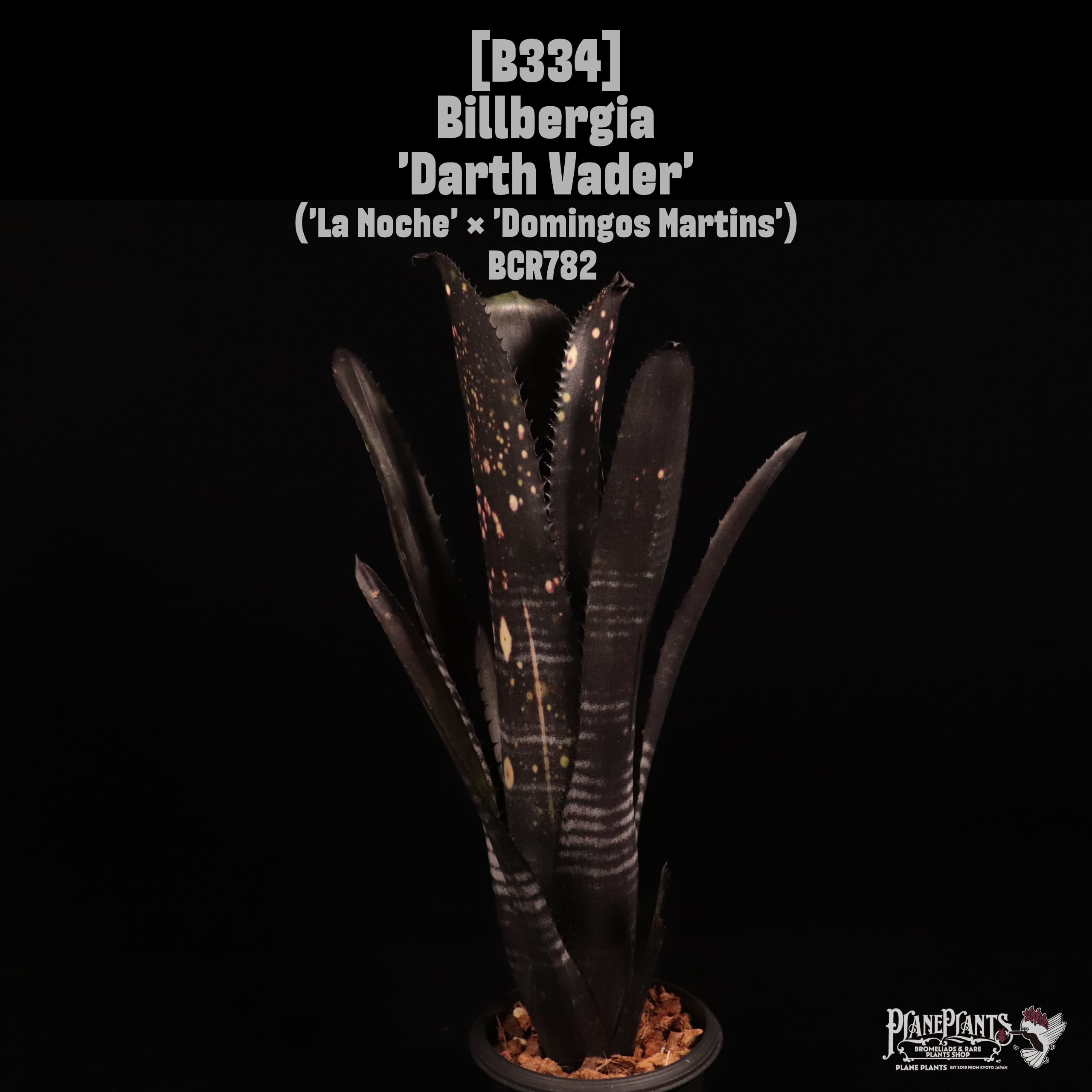 Billbergia 'Darth Vader'〔ビルベルギア〕B334 | plane plants