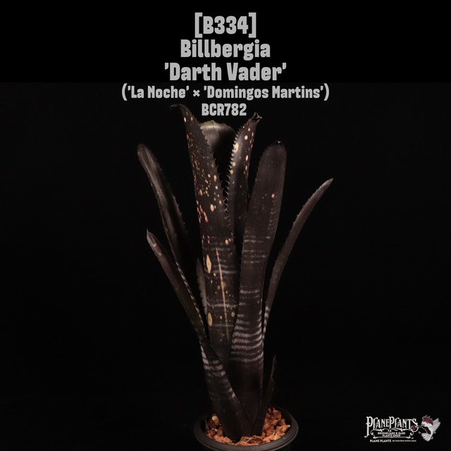 【reserved】Billbergia 'Obi-Wan'〔ビルベルギア〕B341
