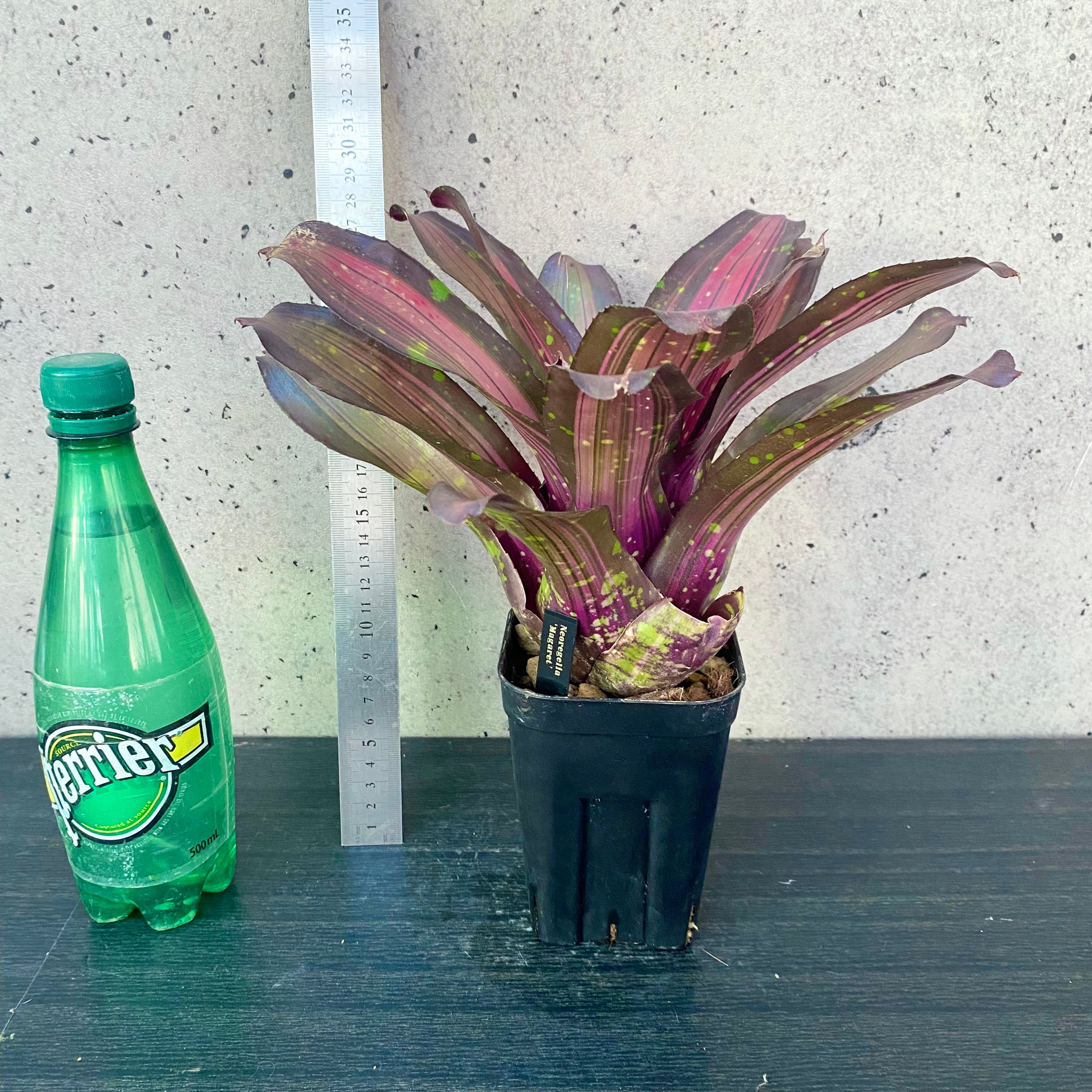 タンクブロメリア ネオレゲリア『Margaret』 | Planet Plants