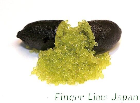 大株】フィンガーライム COLLETTE コレット 2年生21㎝ポット【品種確定