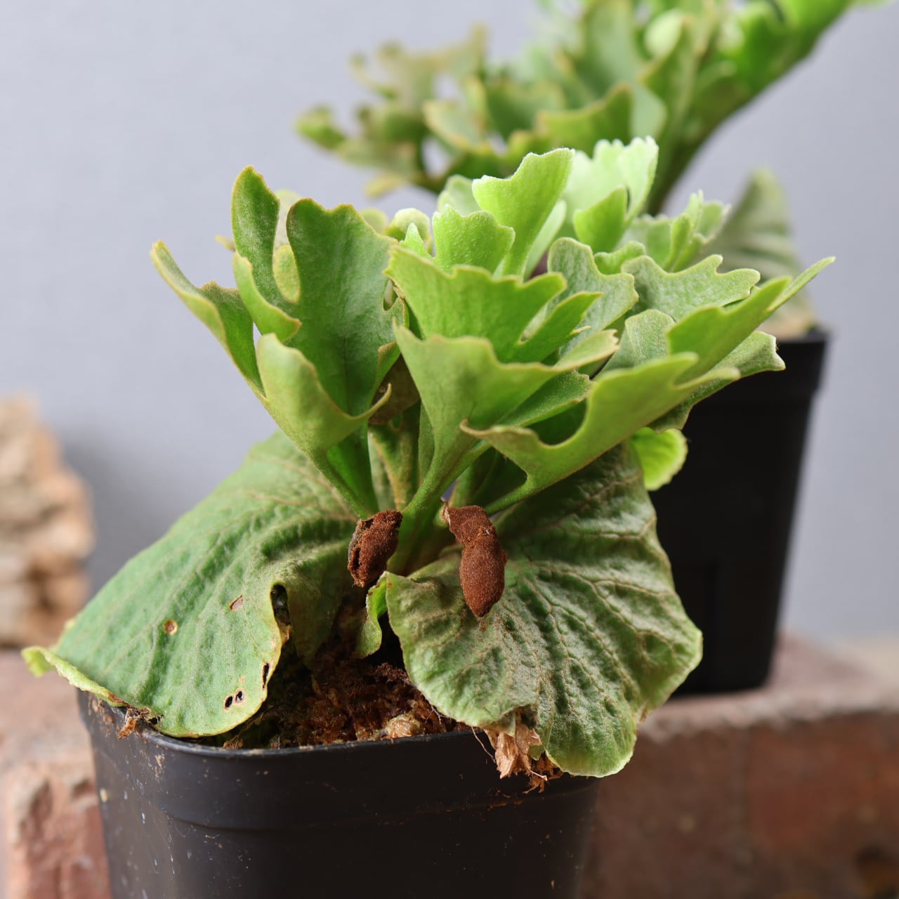 601『ビカクシダ リドレイ P.rideyi dwarf silvery sporeling』観葉