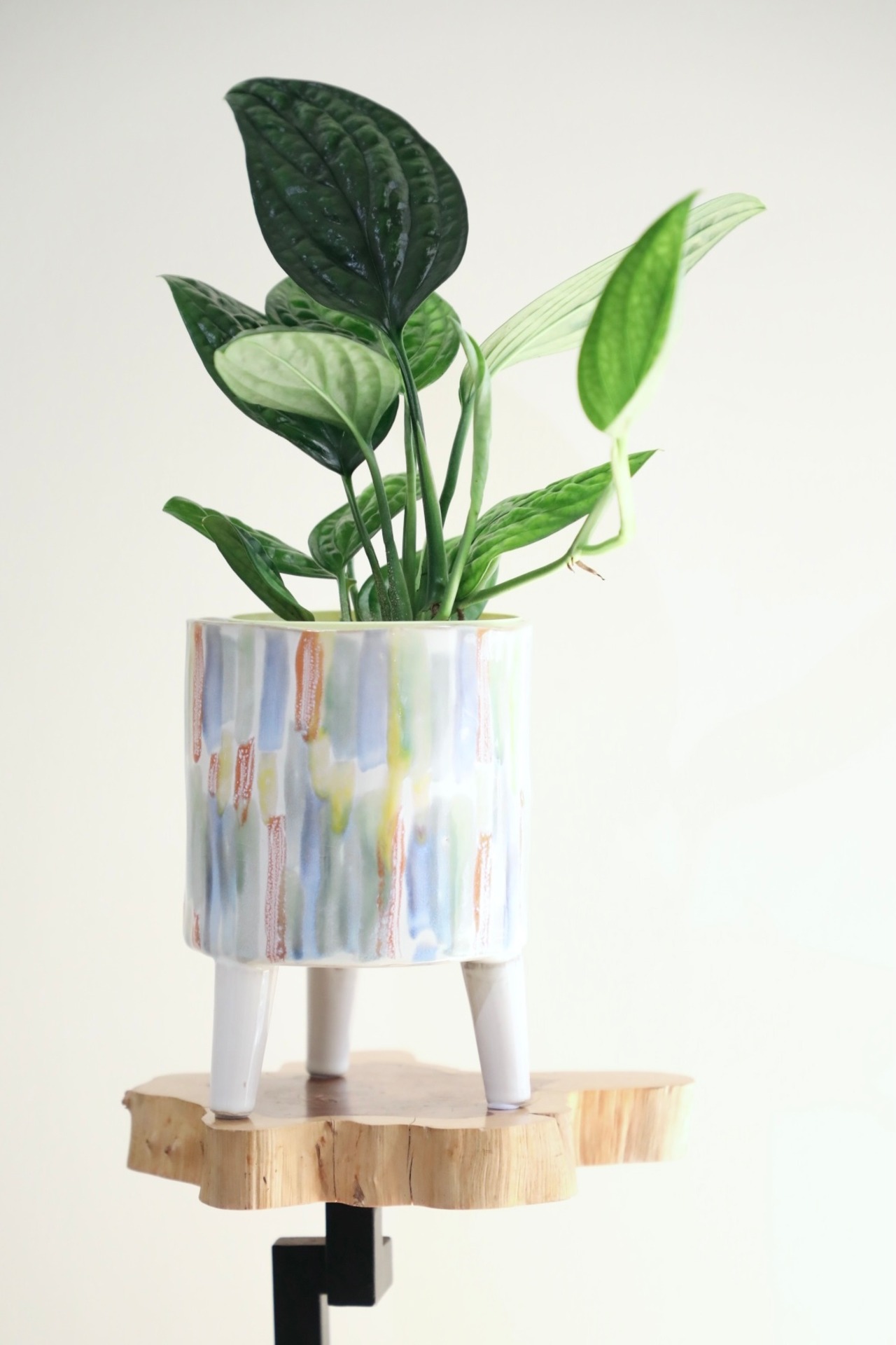 【M】モンステラ ジェイド シャルトコック/Monstera Jade Shuttlecock ※陶器鉢カバー付き