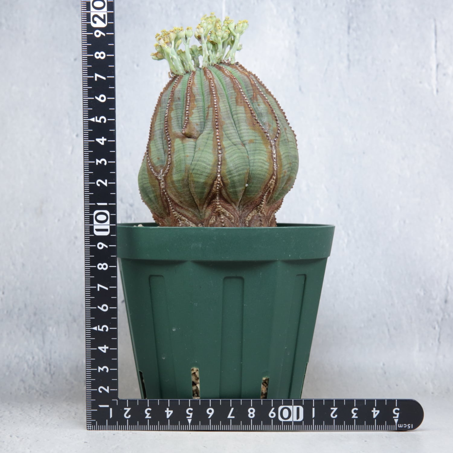 オス株 最大幅 約8.3cm 大株 マウンテン オベサ / ユーフォルビア