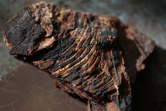 スウェーデン産シダ植物化石 Dictyophyllum exile 1608