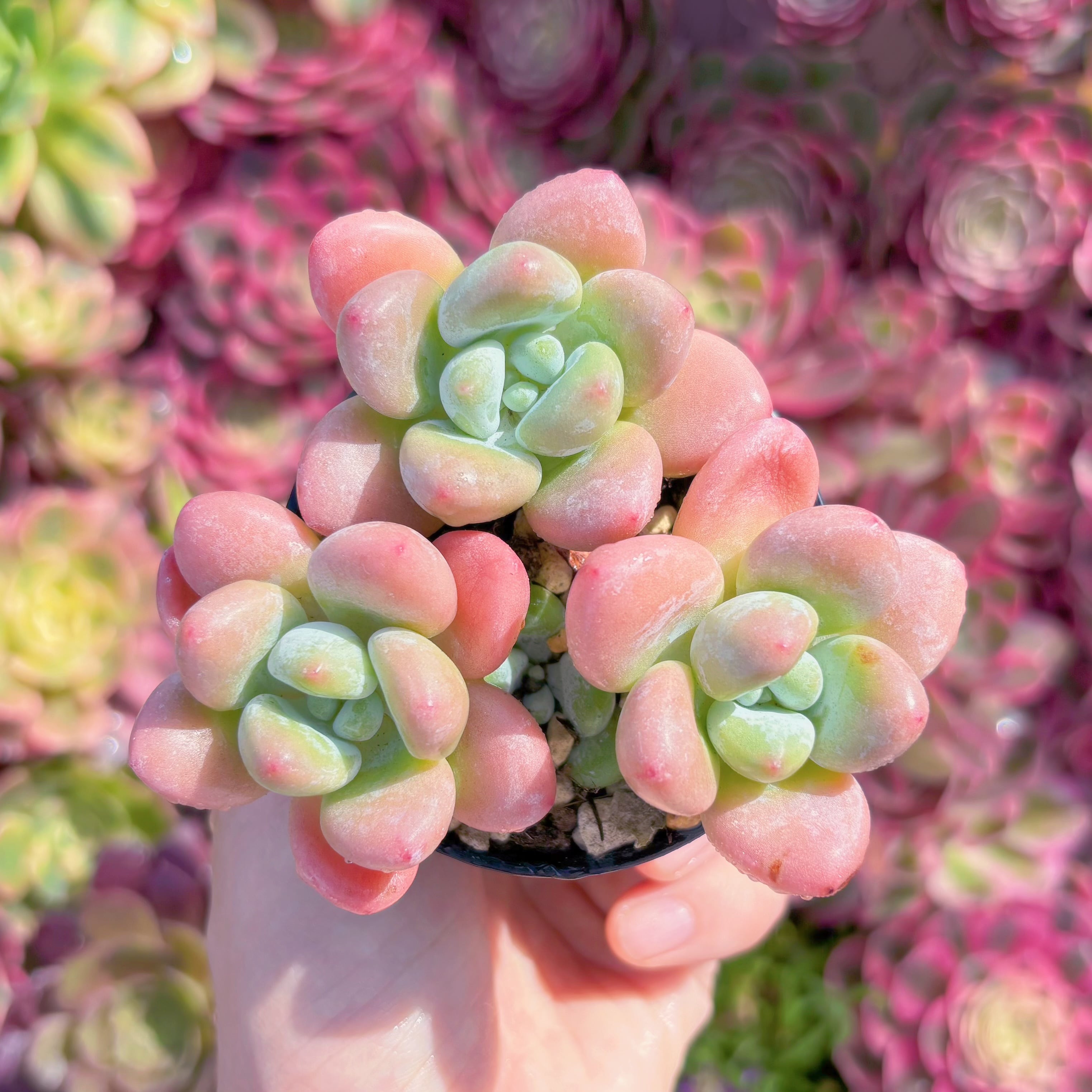 多肉植物　マカロン　群生　新入荷　るる農園