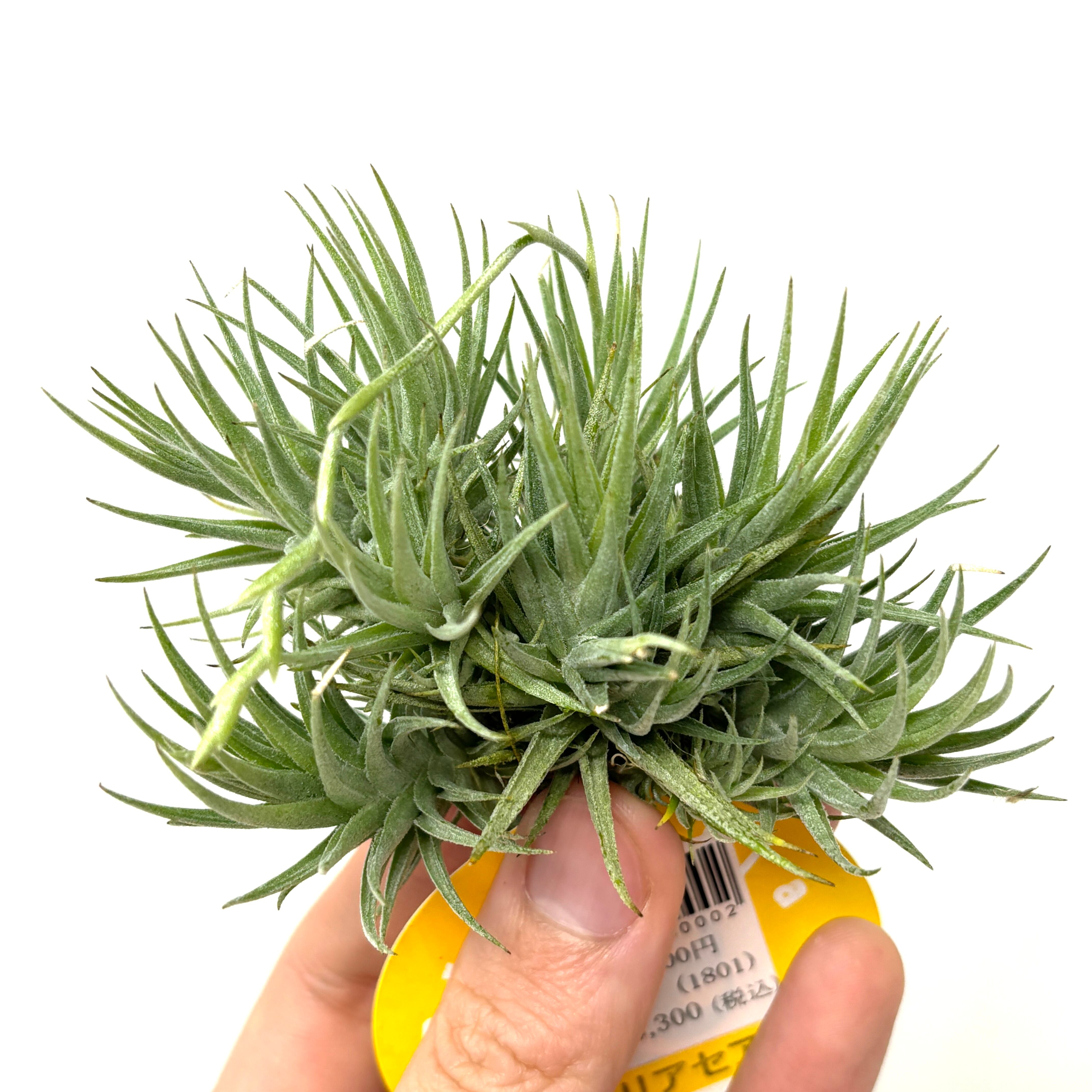 チランジア ロリアセア クランプ【207】