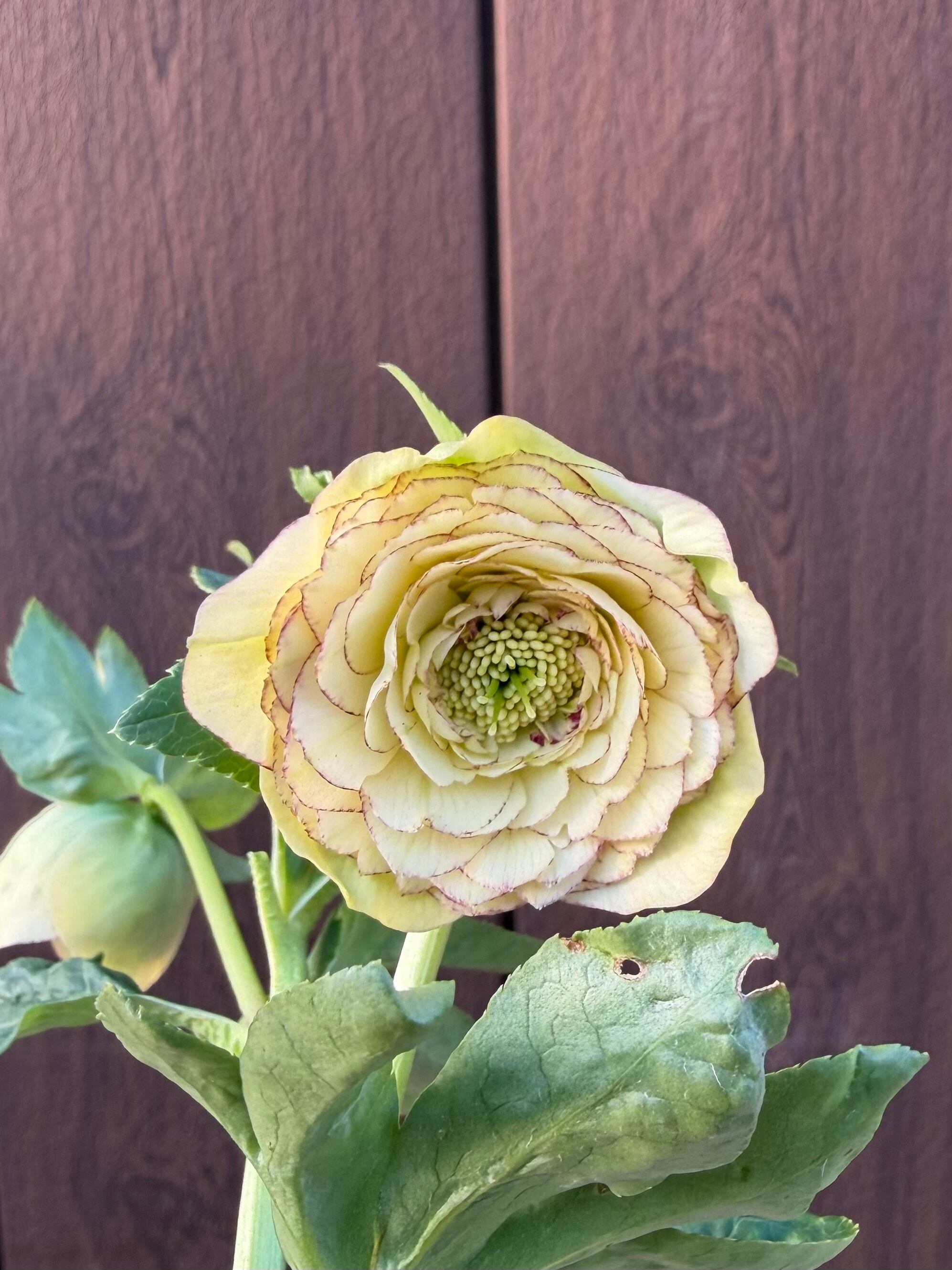 特Aアフロディーテ フル系交配 加藤農園 クリスマスローズ【Ka104