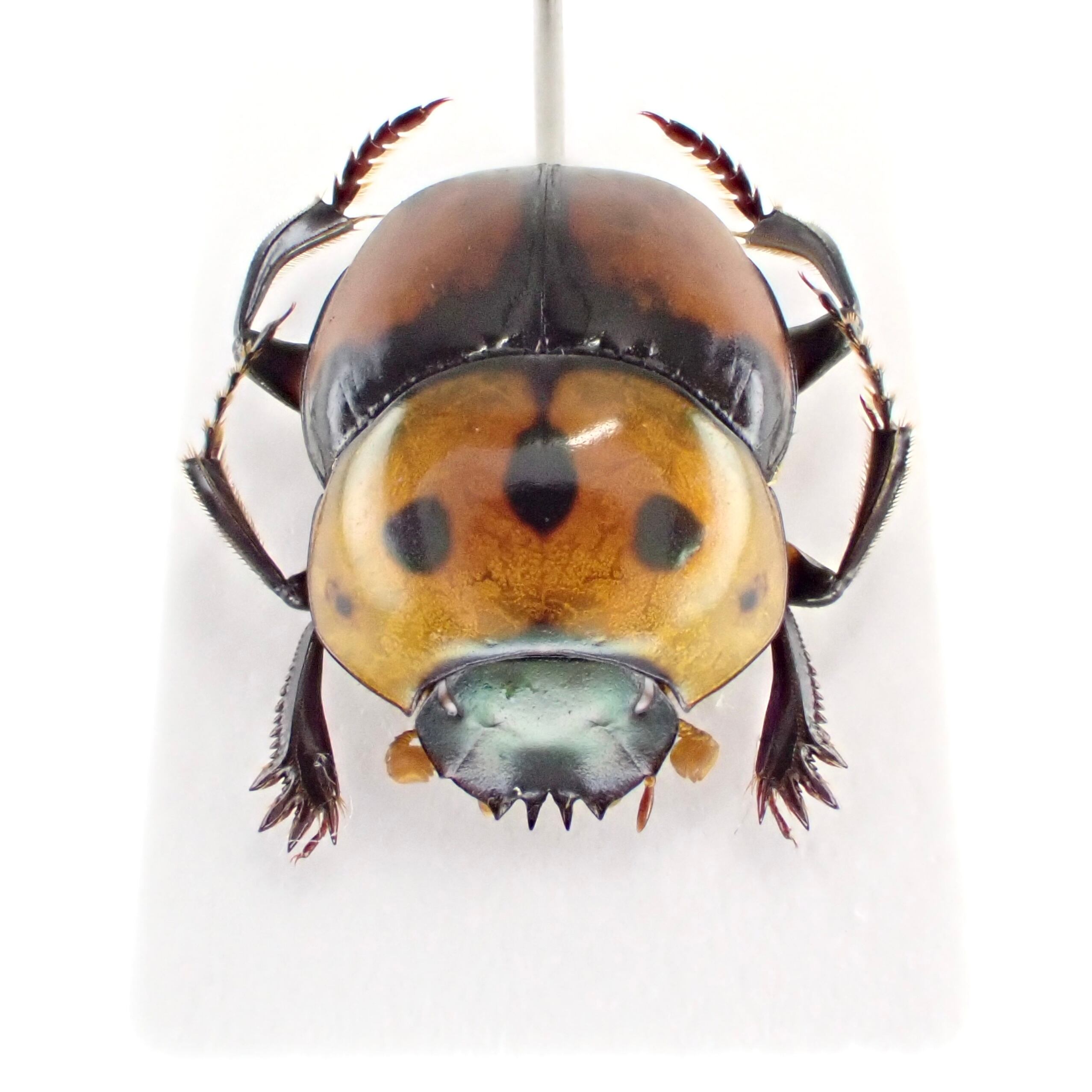 カメルーン産　キババチ　53mm(翅) カメルーンで出会ったオオキバドロバチ🤩 一瞬のチャンスを