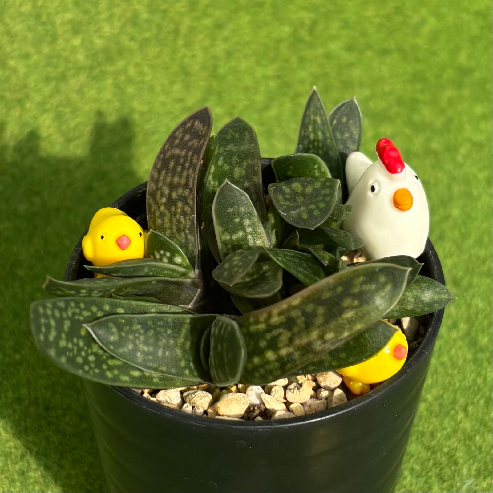 キュービックフロスティー錦 71isHvw28uL._AC_UF1000,