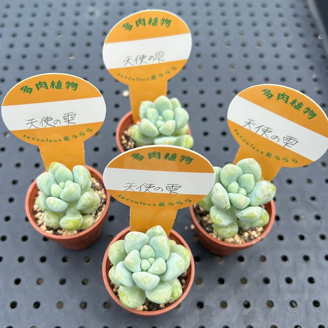 天使の雫 一寸苗 多肉植物 セダム | Succulent 花うらら 〜多肉植物 天使の雫 一寸苗 多肉植物 セダム | Succulent 花うらら 〜多肉植物