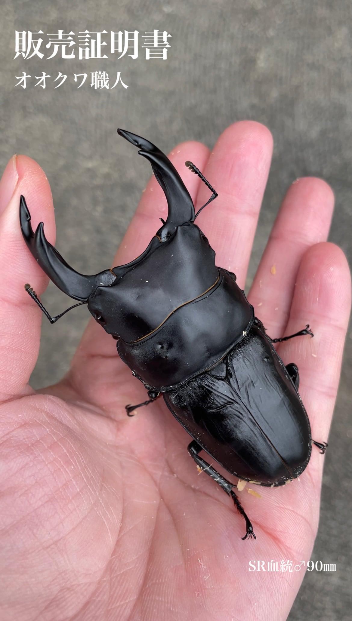 【24年羽化新成虫】能勢YG、SR血統　オオクワガタ　♂️♀️ 8ペア　◎配送可◎ 24年羽化新成虫】能勢YG、SR血統 オオクワガタ ♂️♀️ 8ペア ◎配送可◎