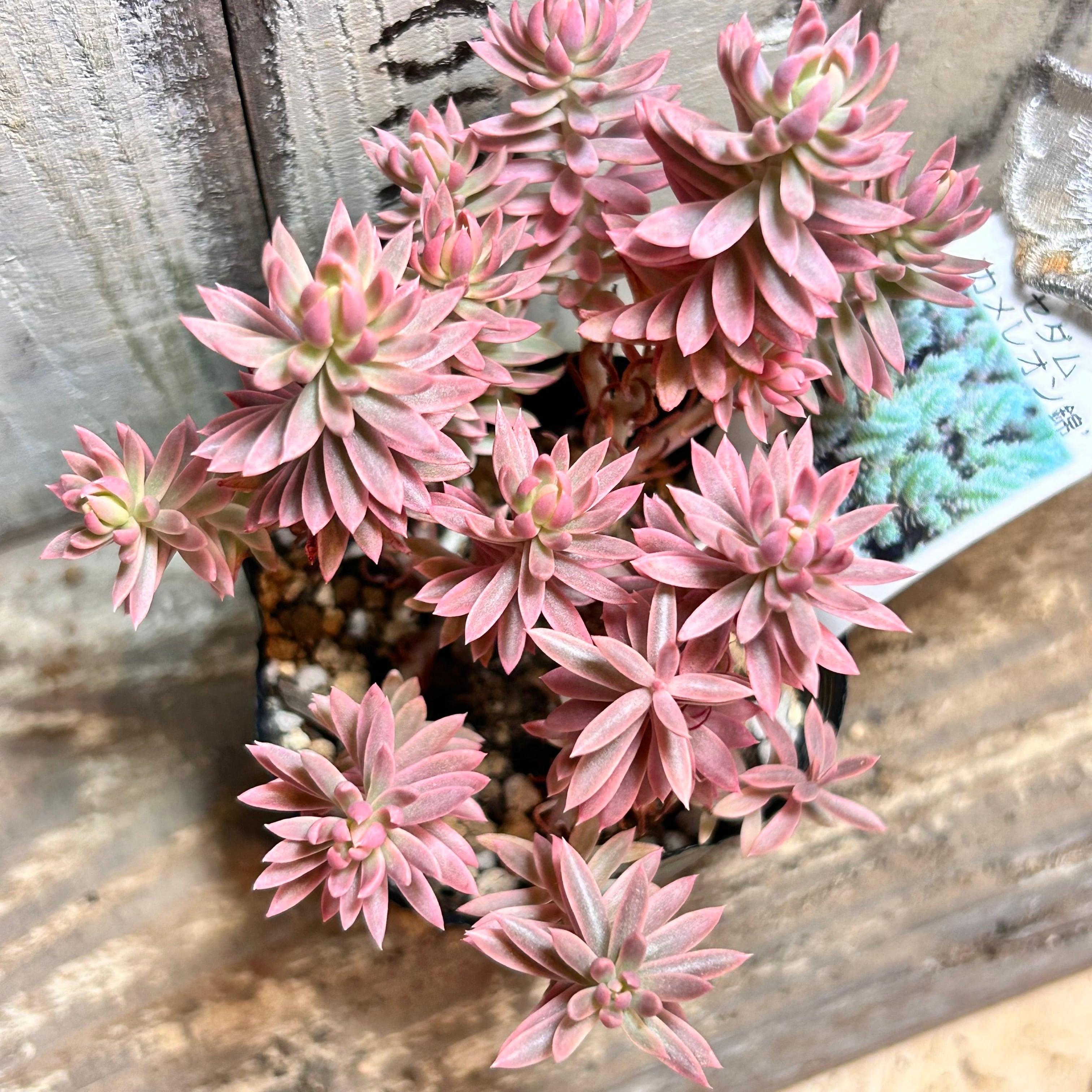 錦 | RuPo 多肉植物専門店