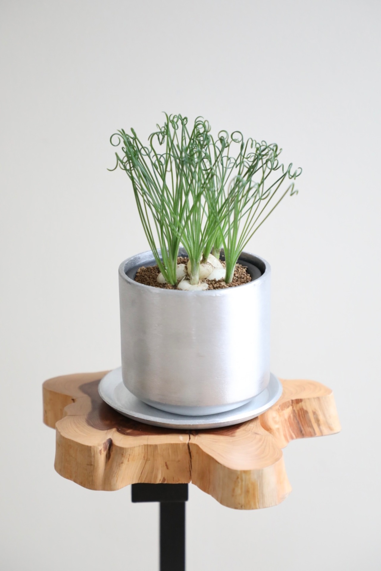 【S】アルブカ スピラリス /Albuca spiralis