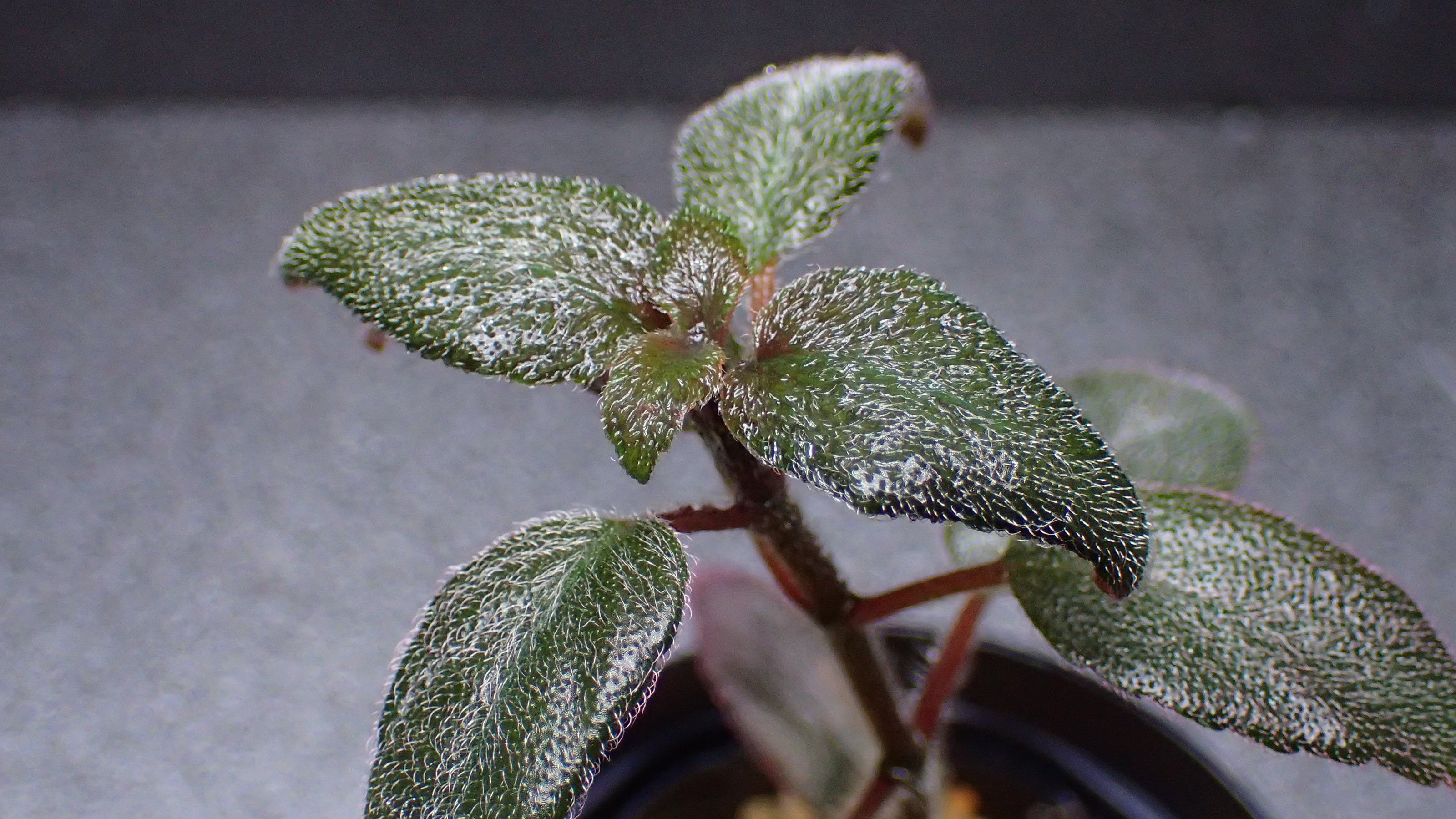 水草 Bucephalandra sp. Mini Phantom ADA Dooa 水草 Bucephalandra sp. Mini Phantom ADA Dooa Bucephalandra sp