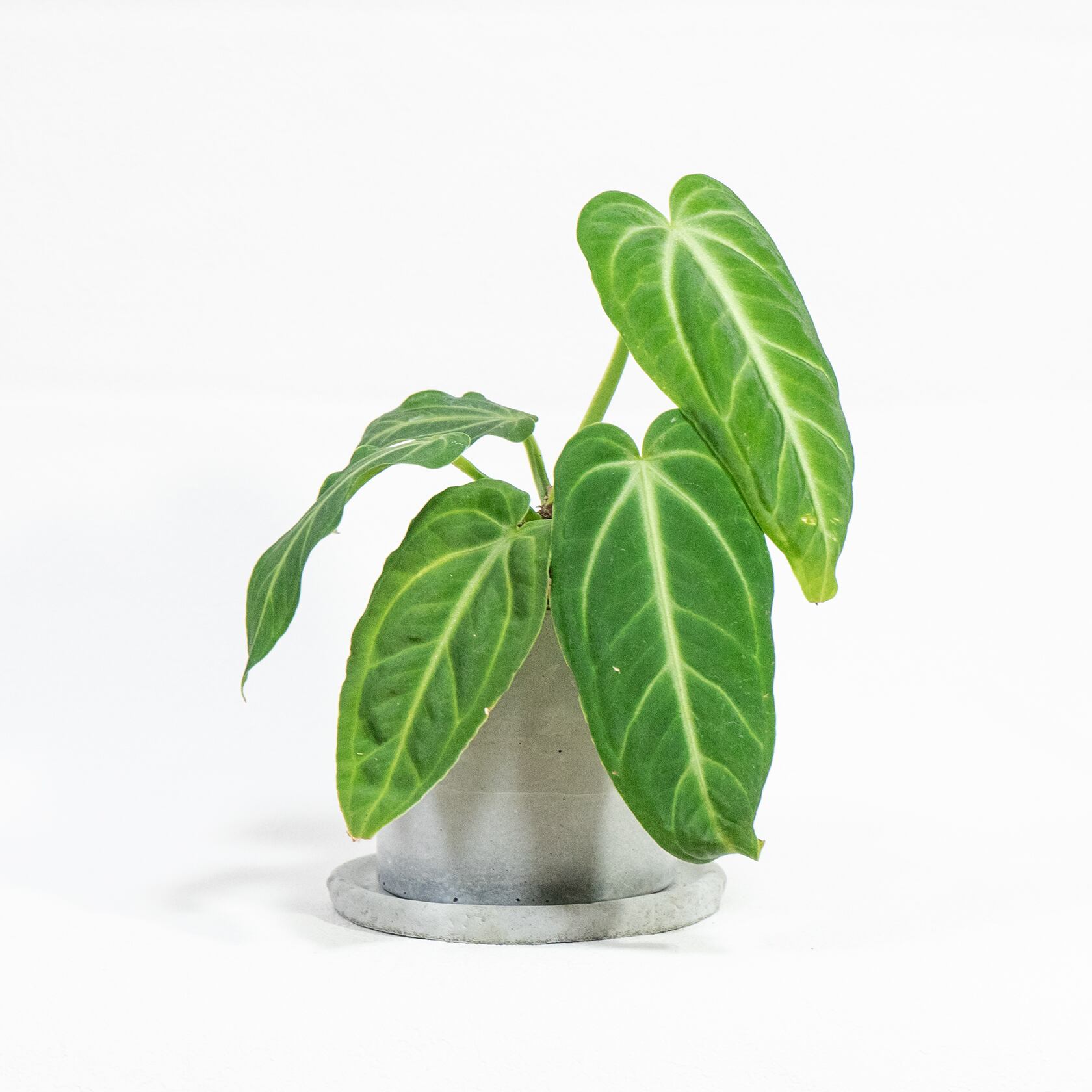 インテリアグリーン アンスリウム・ヴィレナオルム ナチュラルカラーが映えるモルタル鉢入り