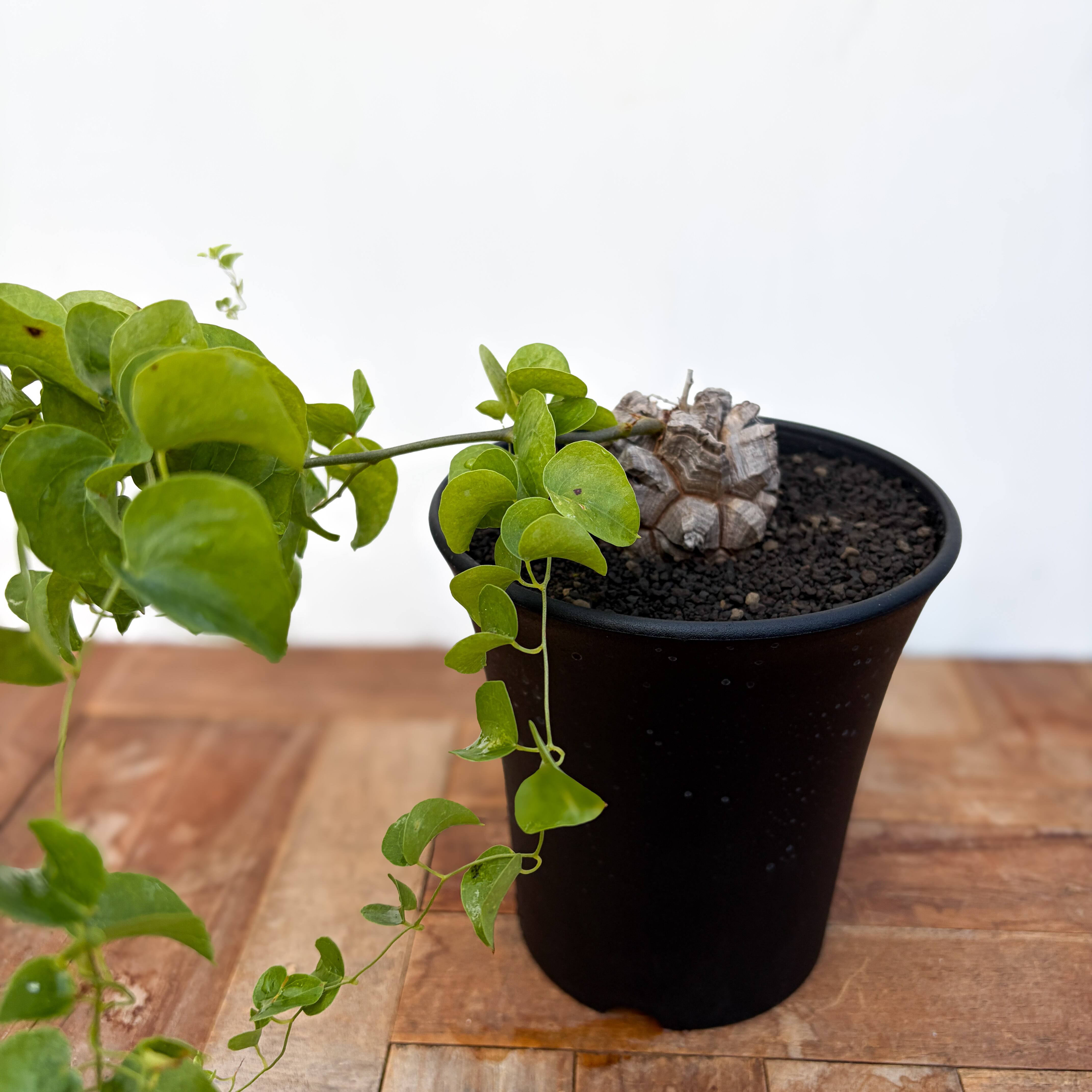 Sarcocaulon crassicaule【サルコカウロン・クラシカウレ】 | RIMO'S